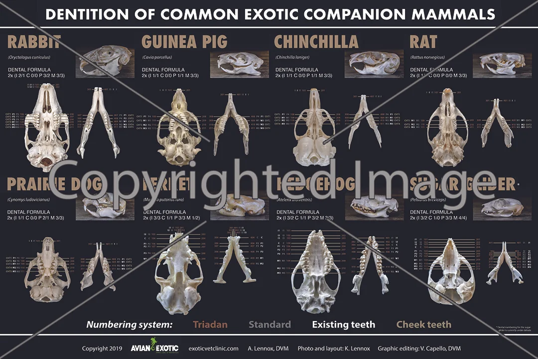 Dentition Poster with watermark.jpg