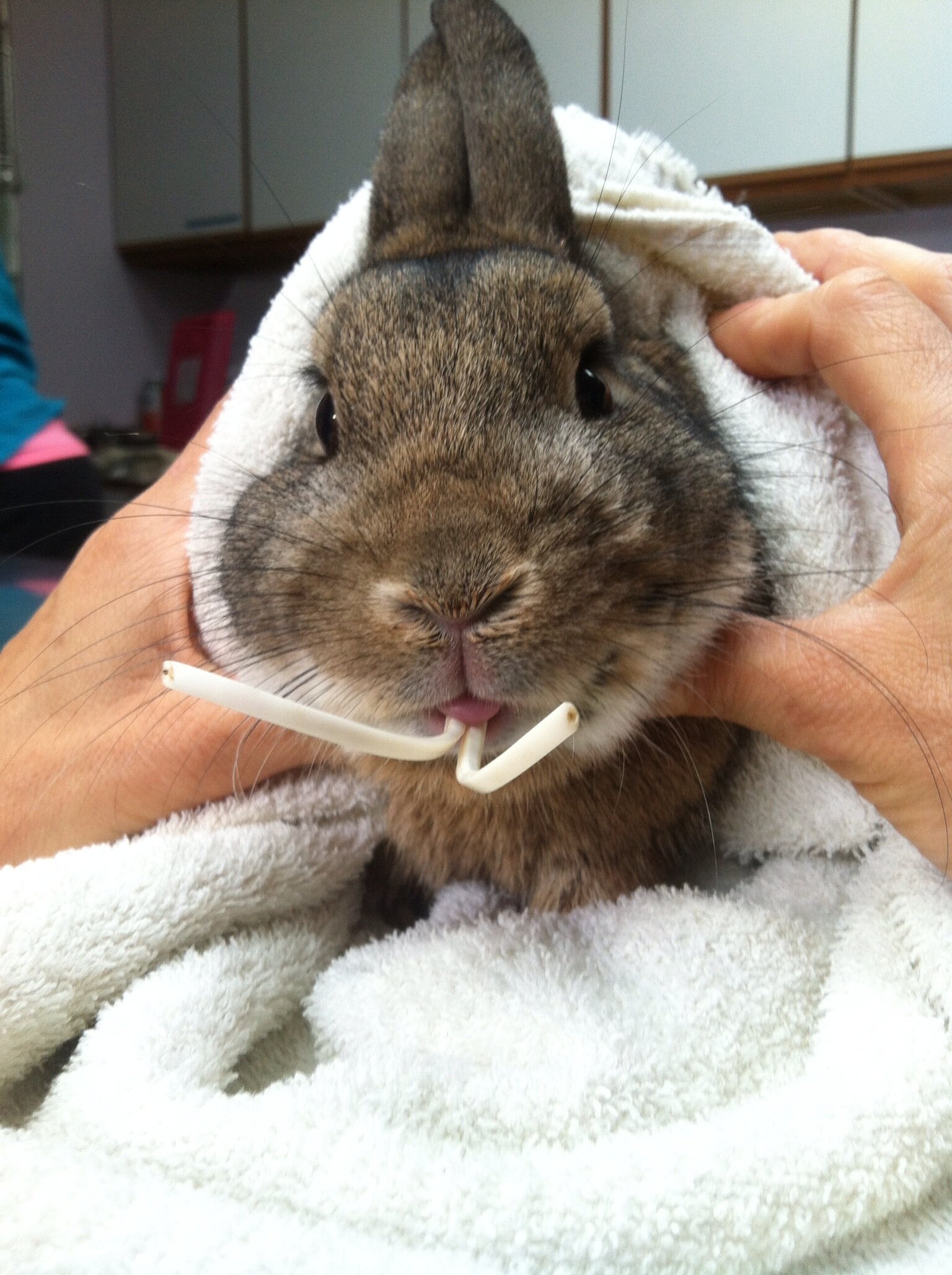 Why do some rabbits get dental disease? — AVIAN & EXOTIC ANIMAL CLINIC