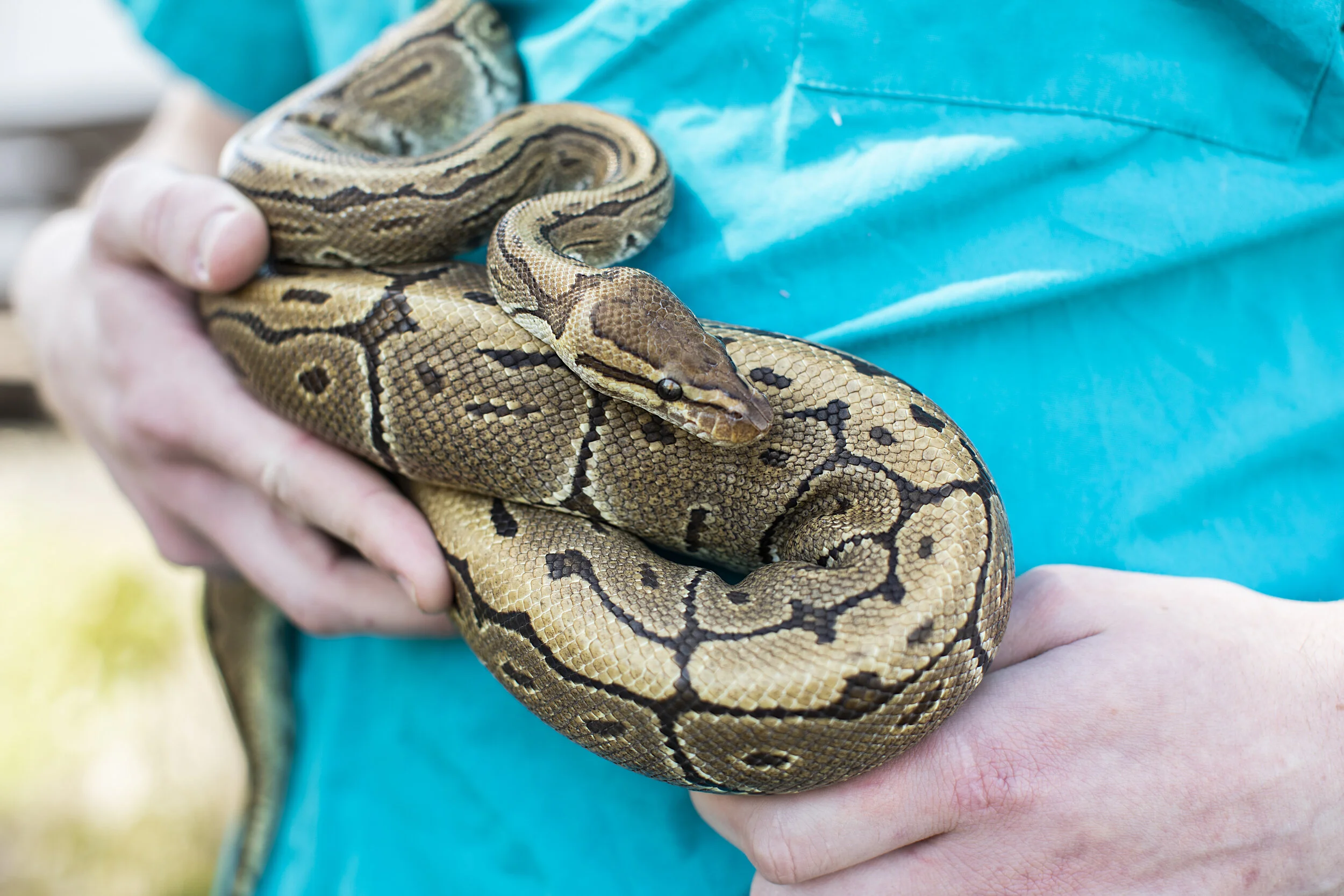 ball python 3.jpg