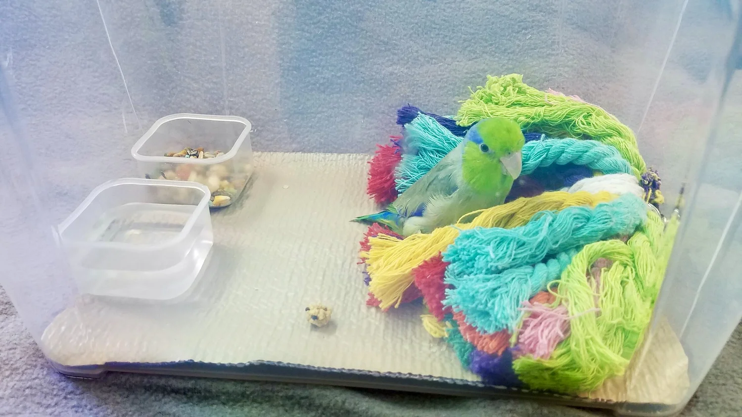 How to Make a Bird First Aid Kit: Essential Tips for Safety