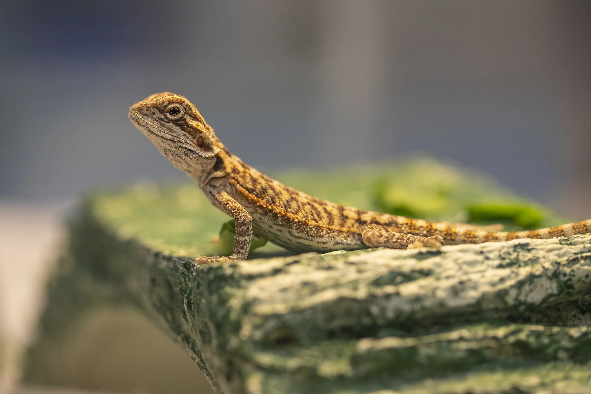 baby bearded dragon.jpg