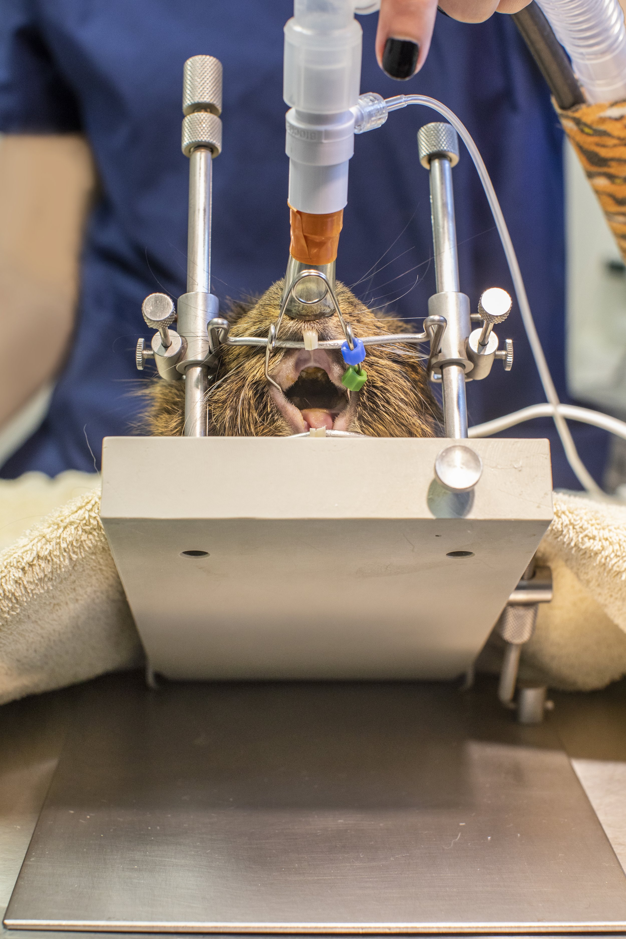 guinea pig on dental rack.jpg