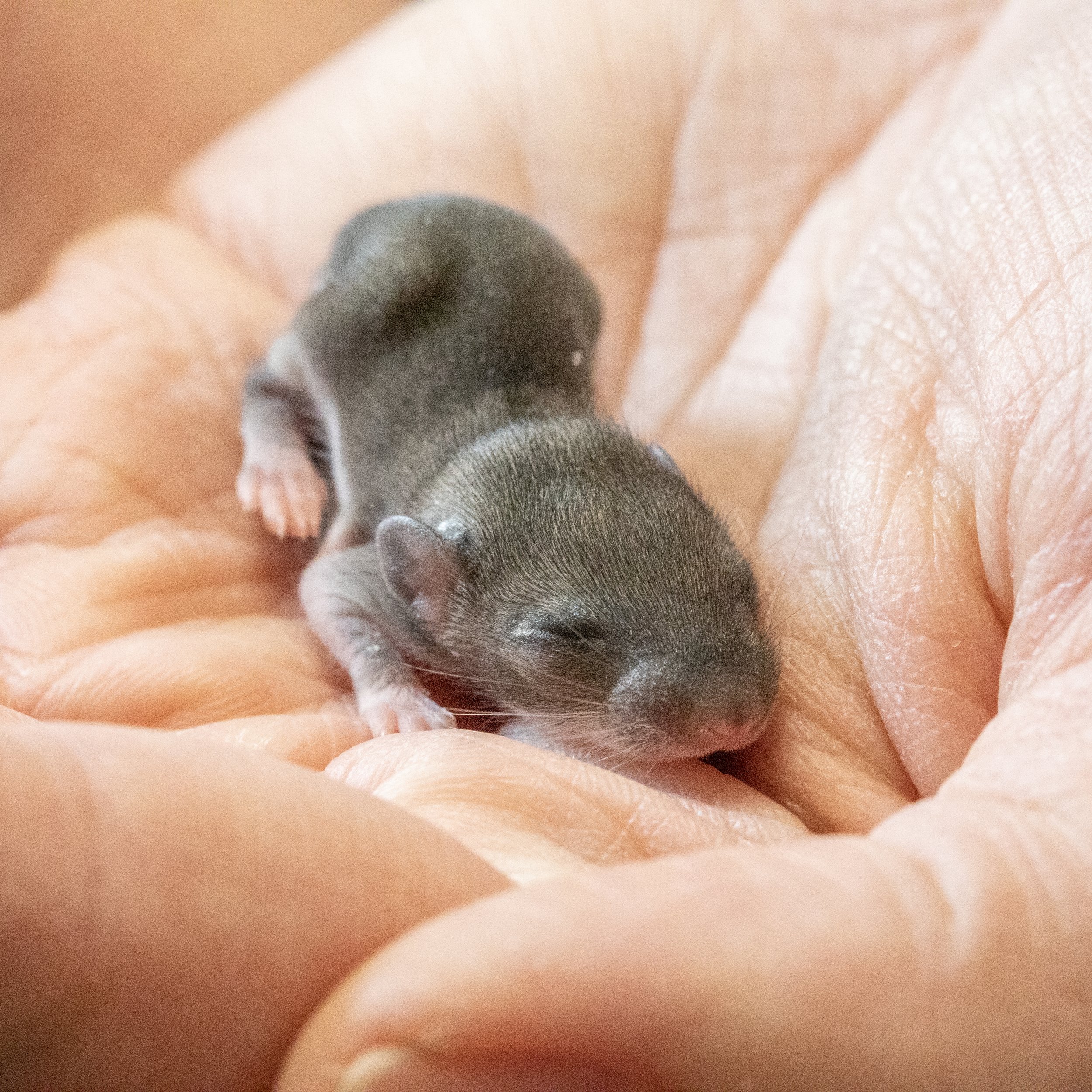 baby mouse square.jpg