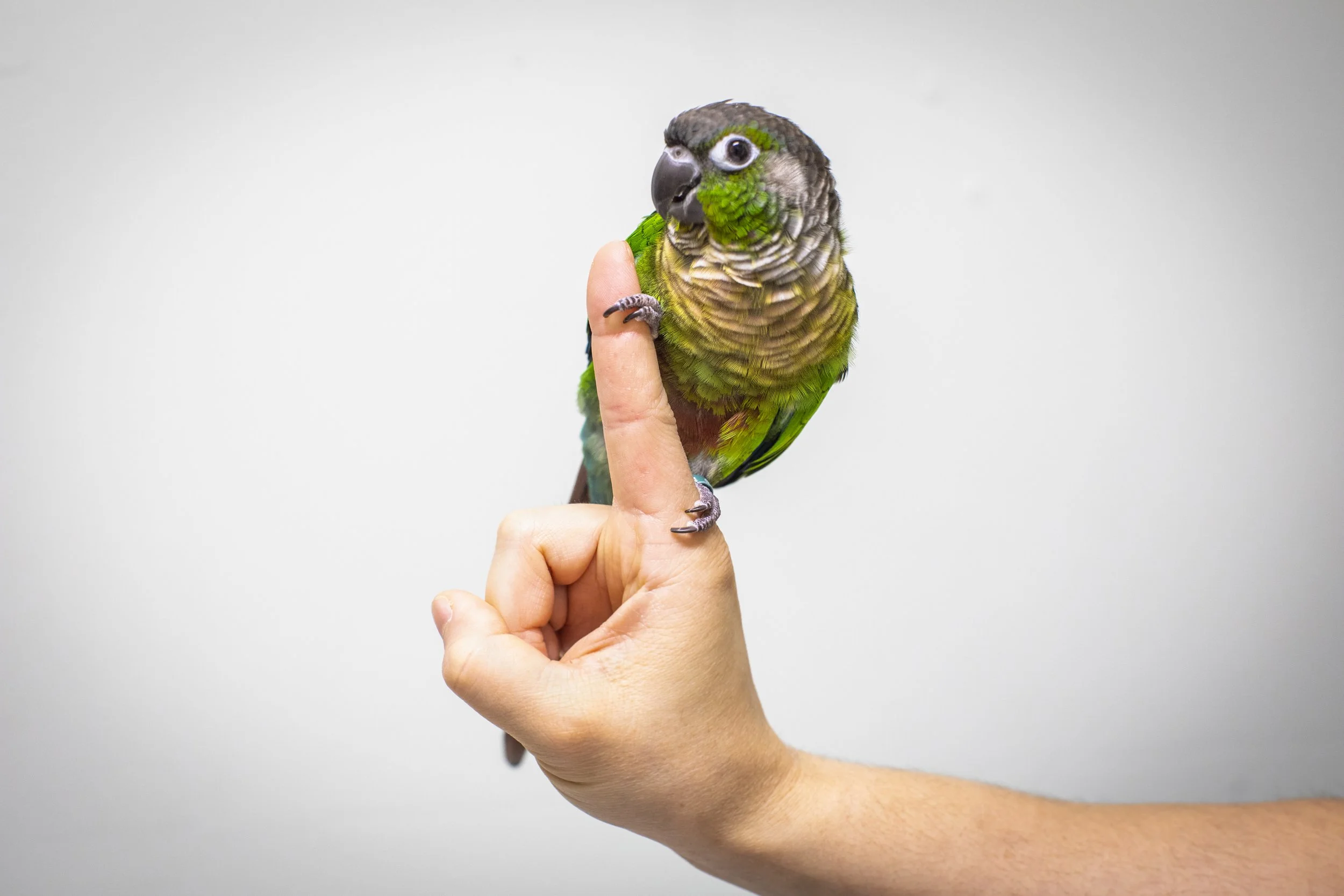 conure on finger.jpg