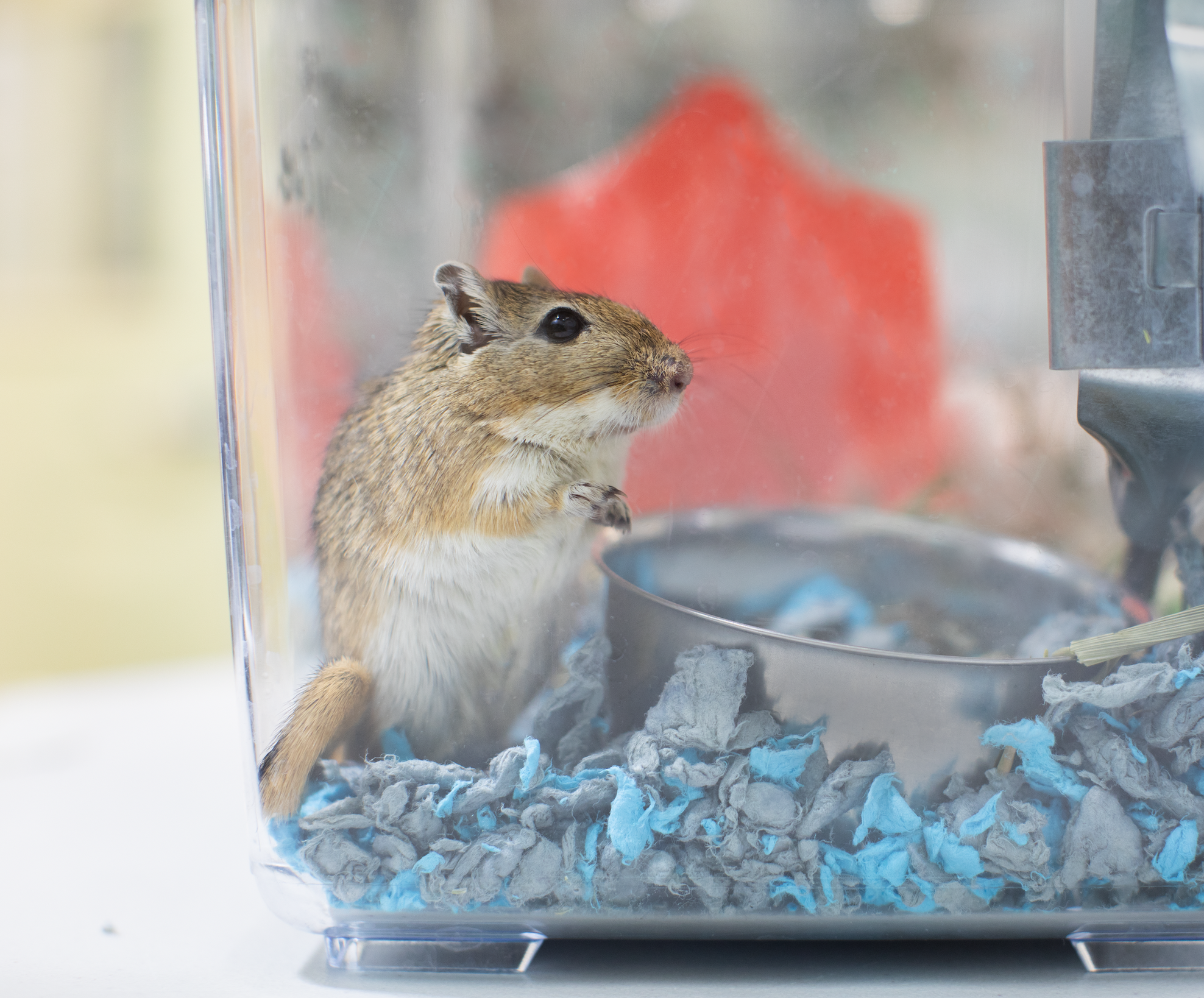 Gerbil