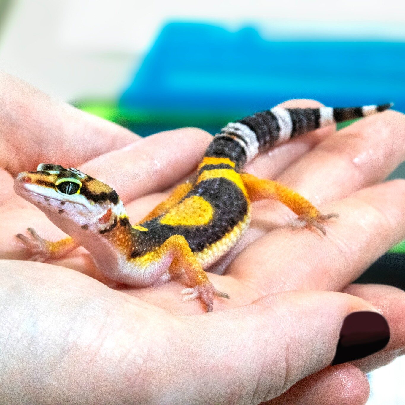 We hope you enjoyed our educational content during #PetDentalHealthMonth 🦷 and learned some interesting facts about dental disease! Now back to our regularly scheduled cuteness posts 😍🦎 #exoticvetmed #exoticvetclinic