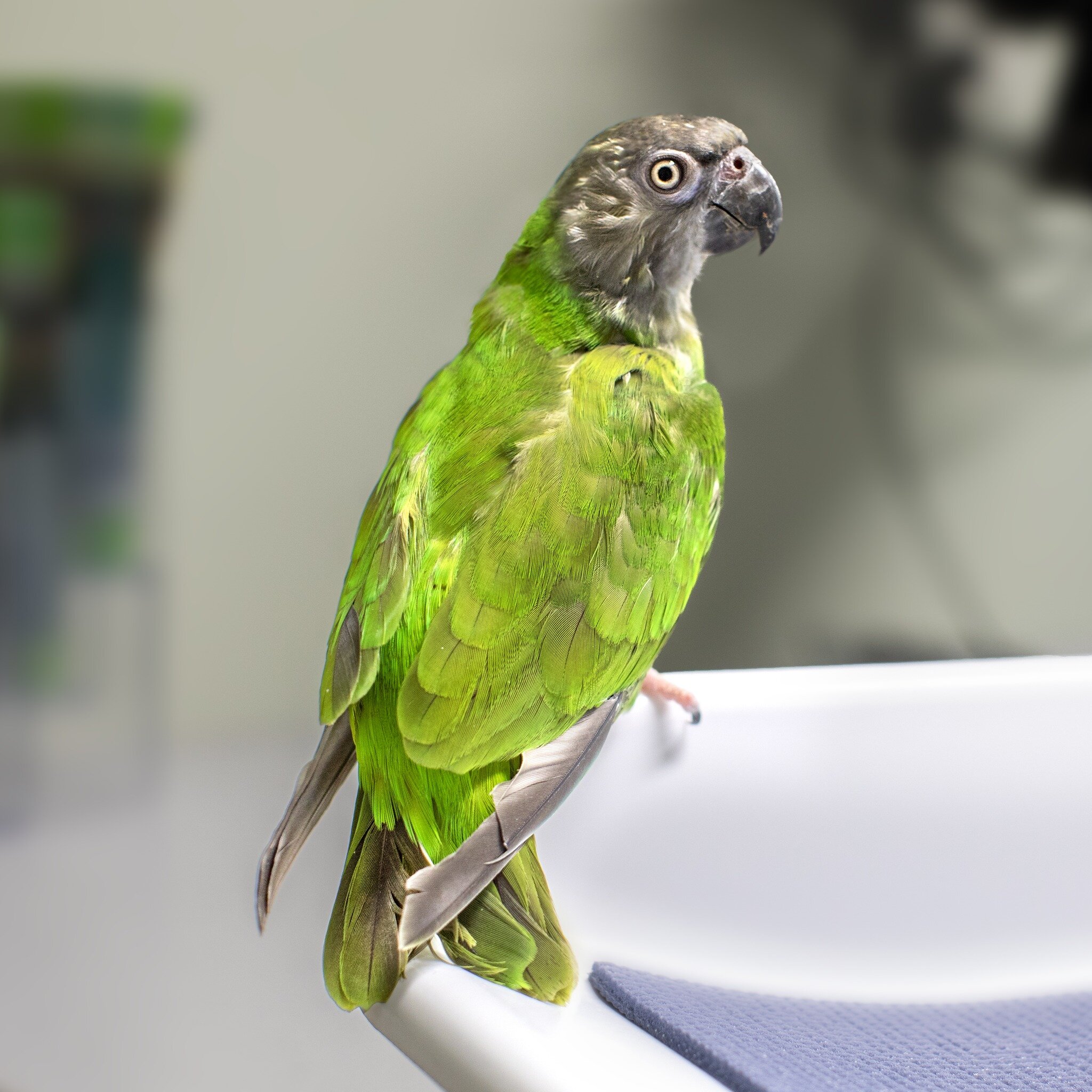 Meet Jerry, the handsome Senegal parrot who came in for a yearly exam! Although his exam was mostly normal, a few concerns suggested x-rays were the next best step. Based on the x-ray findings and blood work, it was determined that Jerry may be eatin