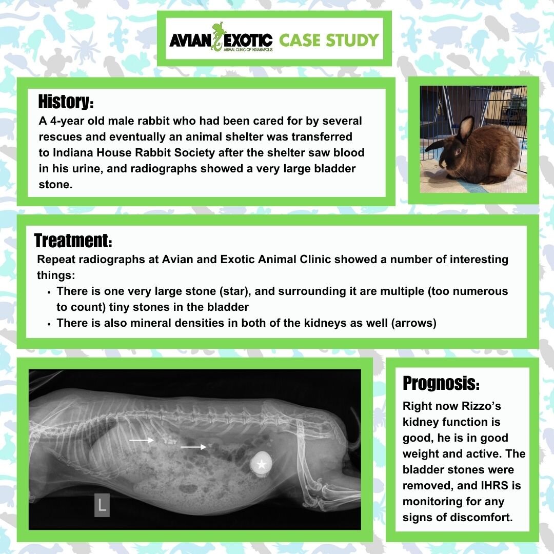 Check out our new case studying, featuring cute Rizzo from Indiana House Rabbit Society (https://www.indianahrs.org/). 🐇🦎 #exoticvetclinic #exoticvetmed