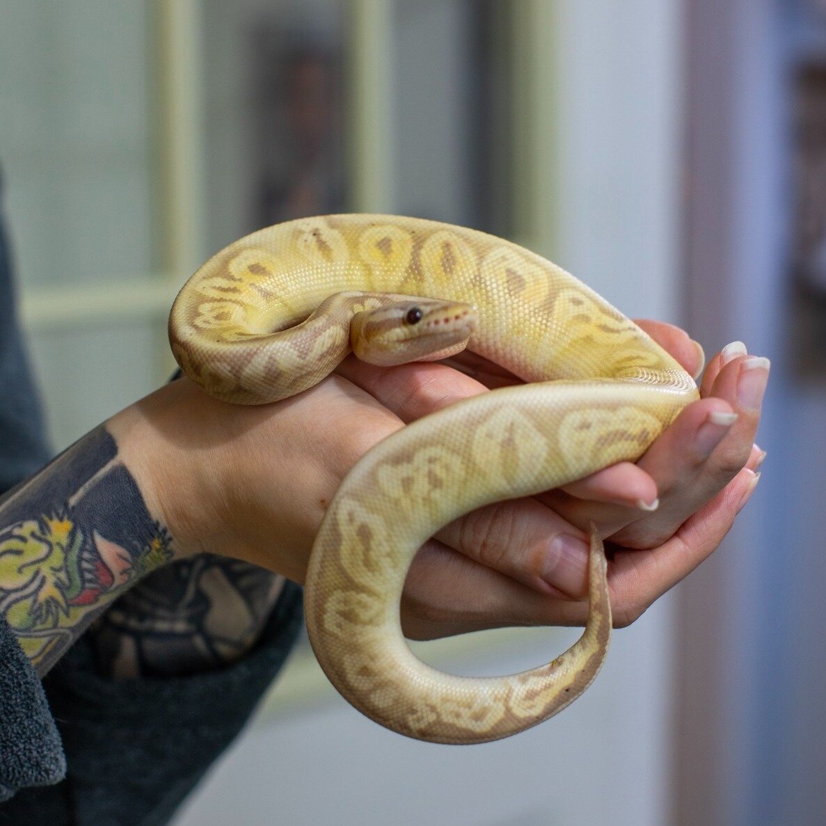 We can't get over this ball python's gorgeous pattern! 🐍🦎 #exoticvetmed #exoticvetclinic