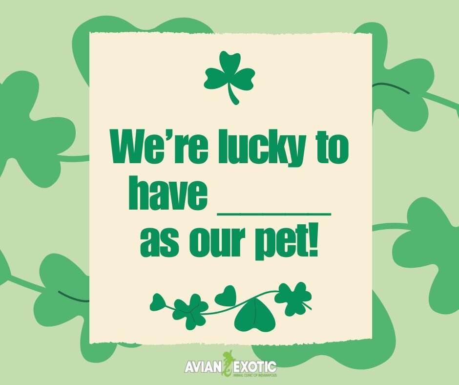 Happy St. Patrick's Day! We feel so lucky to have so many great patients! Comment below to let us know about the pet you feel lucky to have (pictures encouraged 😊)🍀🦎 #exoticvetclinic #exoticvetmed