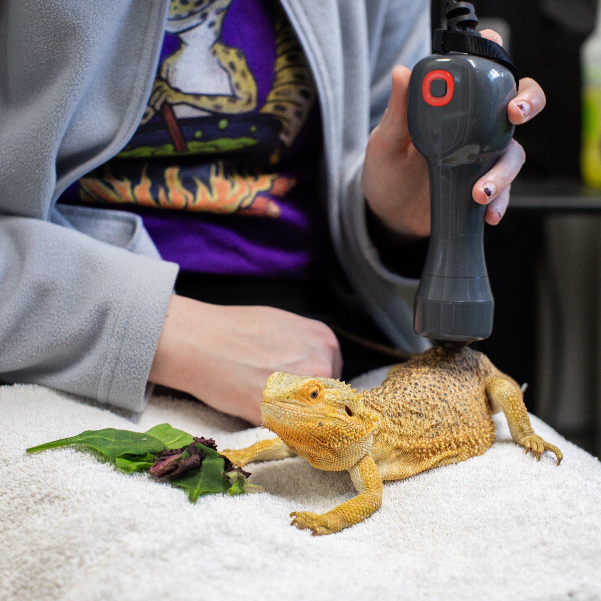 Did you know that even reptiles can benefit from laser therapy?! This treatment can be beneficial for arthritis, to promote wound healing and much more! You can learn more about the laser therapy we offer on our website: https://www.exoticvetclinic.c