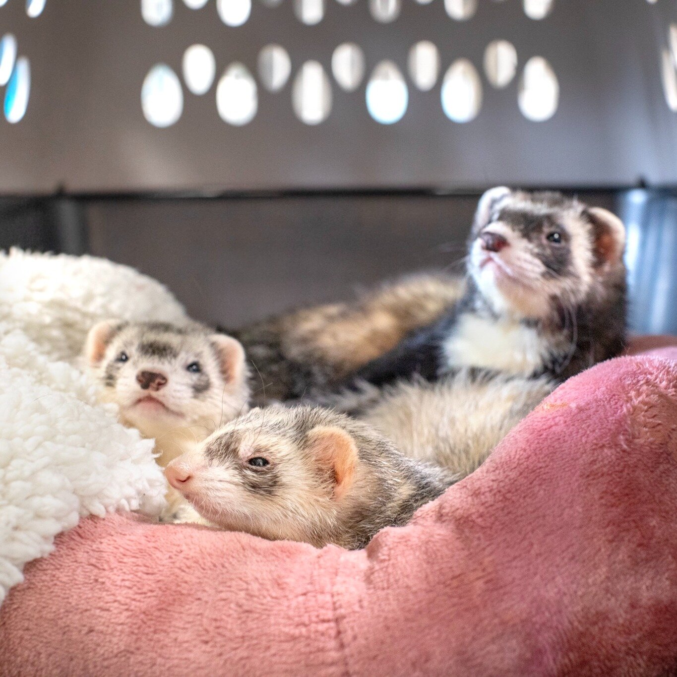 It's National Ferret Day and we couldn't pass up the chance to share these cuties! We'd love to see your ferret friends in the comments below 🐾🦎 #exoticvetmed #exoticvetclinic