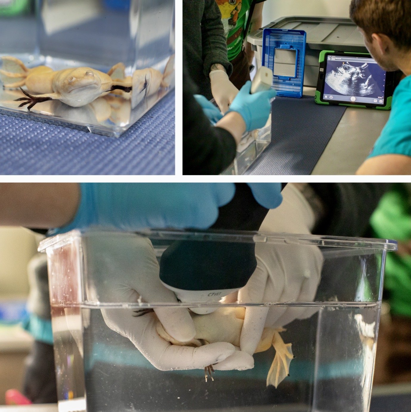 Ghost is an African-clawed Frog who came to our hospital because of swollen legs. Our doctors were able to use ultrasound to determine that Ghost's legs were actually full of fluid. Ultrasound in amphibians is ideal because it is non-invasive and all