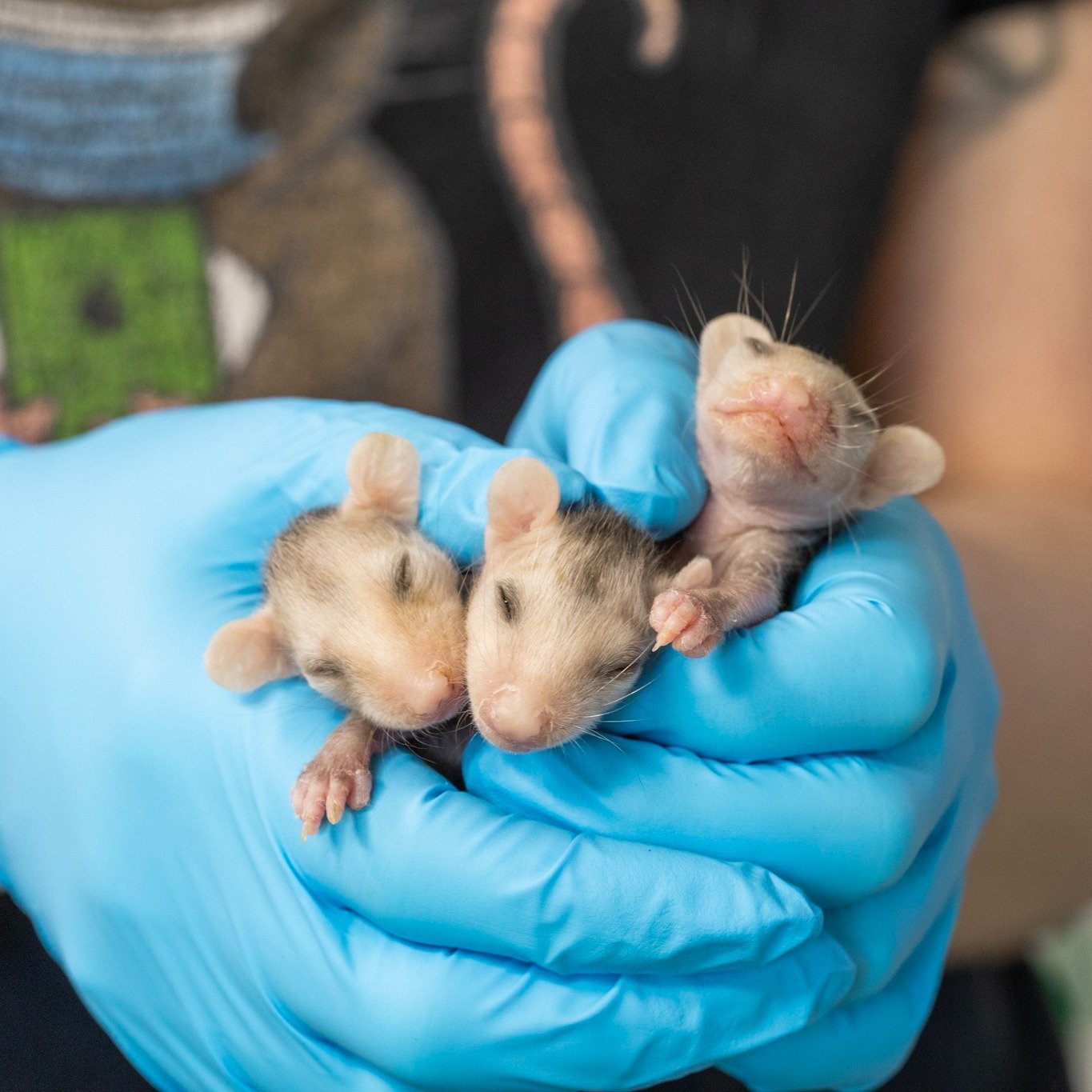 It's finally starting to feel like spring, which means it's time for our annual wildlife PSA! While our clinic provides care for injured wildlife during business hours, it's important to remember that not all wildlife needs rescuing. The National Wil