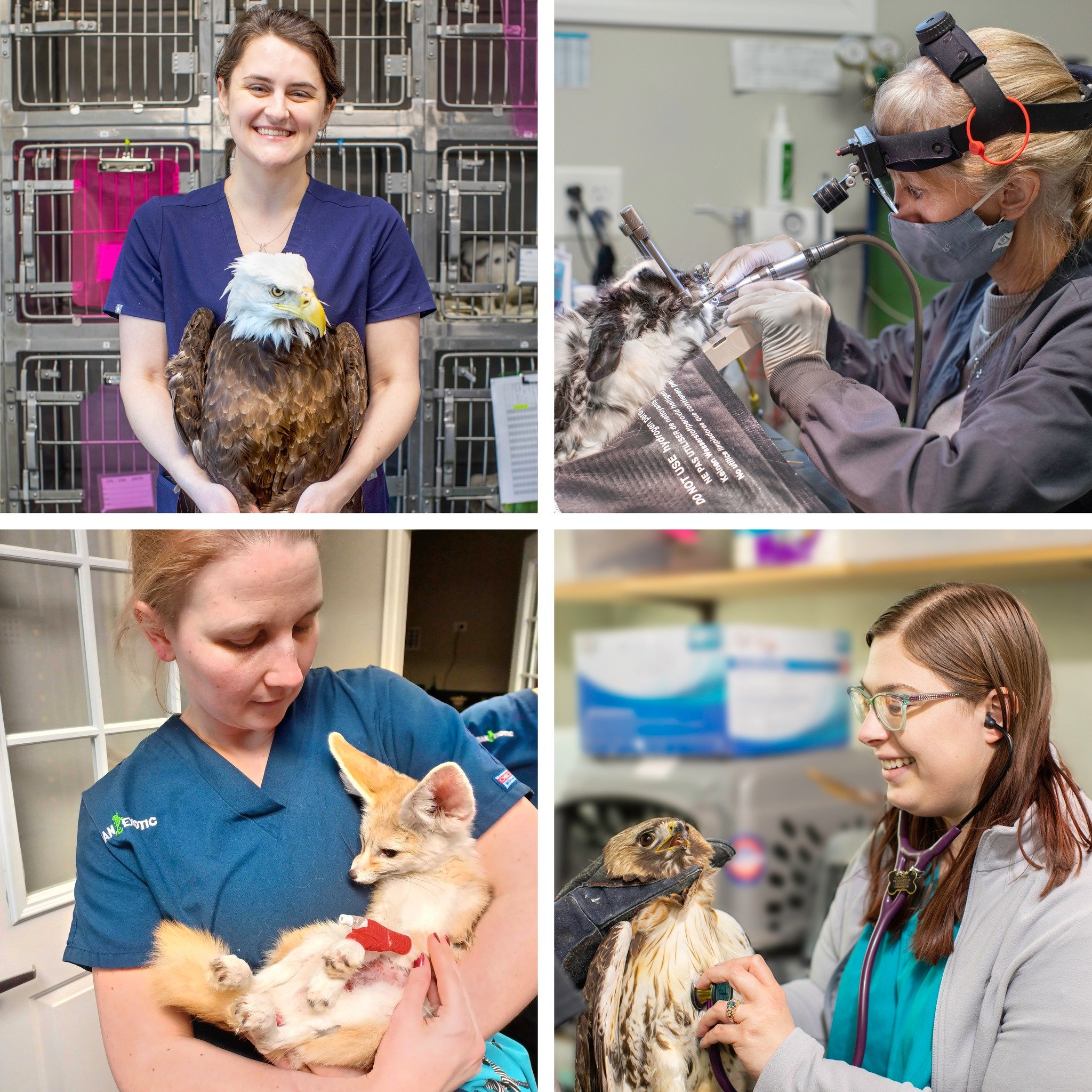 It is World Veterinary Day and we could not let the occasion pass without celebrating our extraordinary team of doctors! Each of our doctors have chosen to go above and beyond their standard veterinary education to receive specialized training in exo