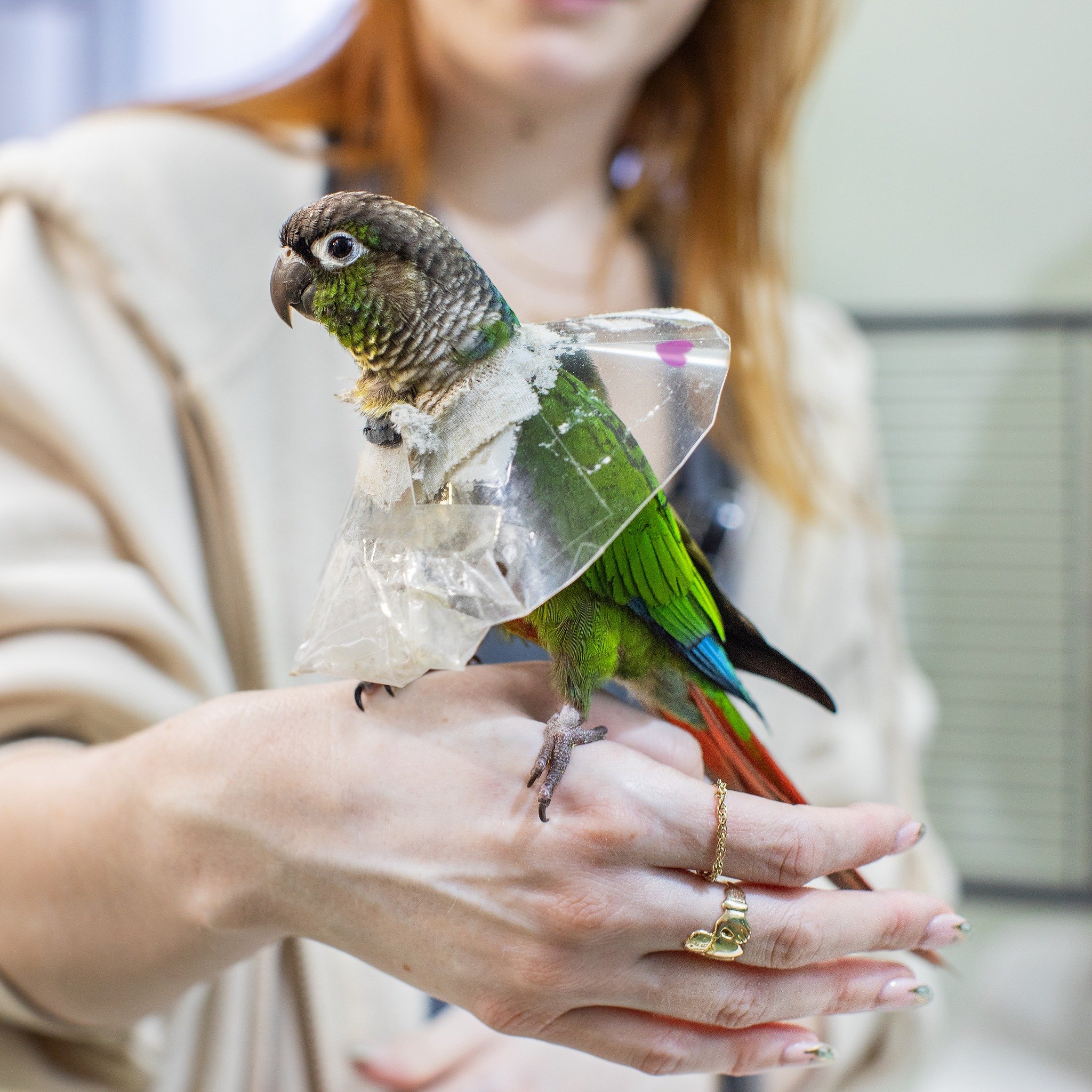 It is Bird Day (and as the AVIAN and Exotic Animal Clinic, we couldn't not celebrate 🥳)!

Please join us in celebrating by sharing pictures of your feathered friends 🦜🦎 #exoticvetclinic #exoticvetmed