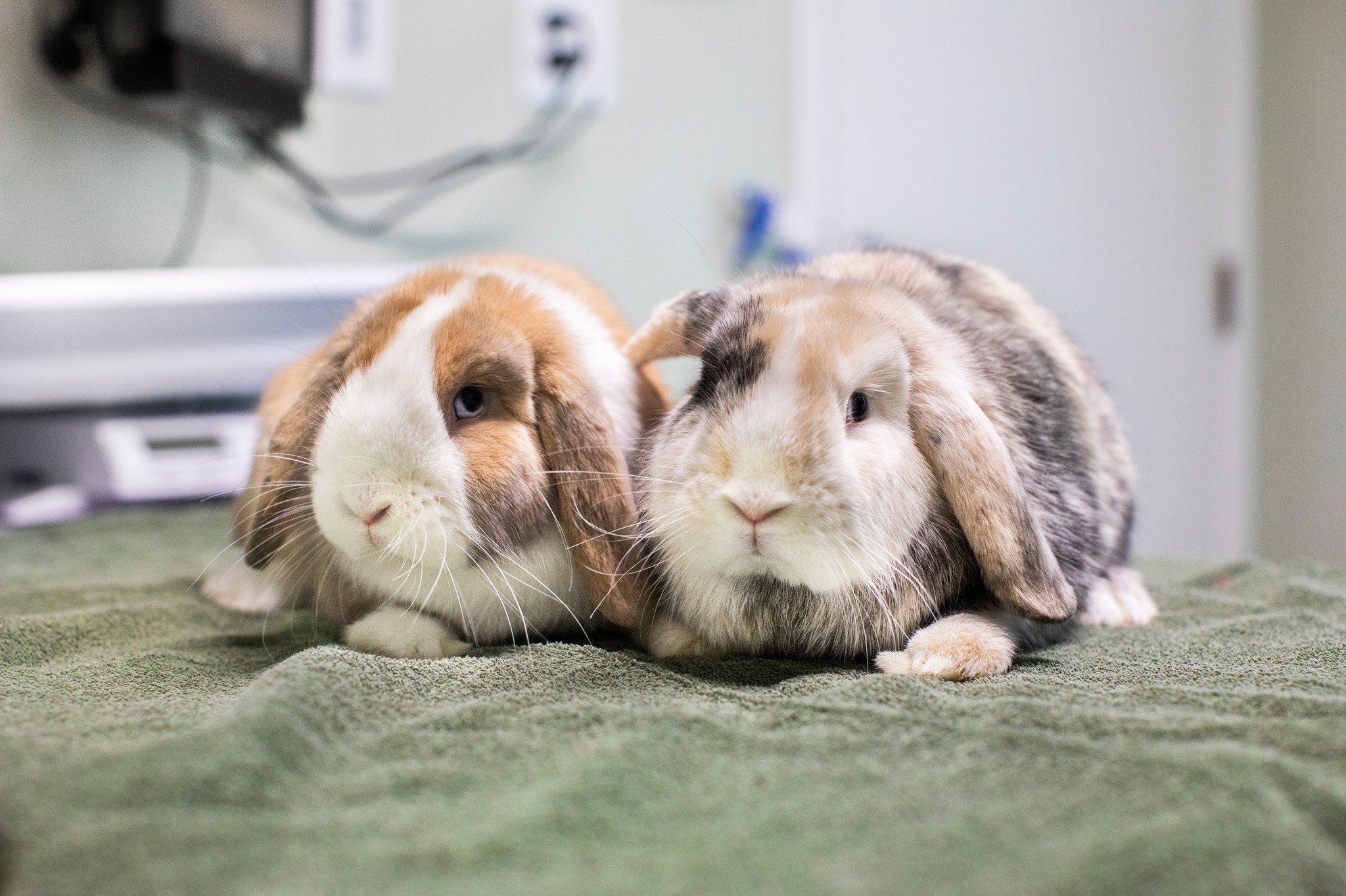 Barbie and Malibu recently stopped in for their wellness exams! 🐇

We recommend yearly wellness exams to catch any early signs of illness. For rabbits, these exams are a great opportunity to receive their first RHDV vaccine or get their yearly boost