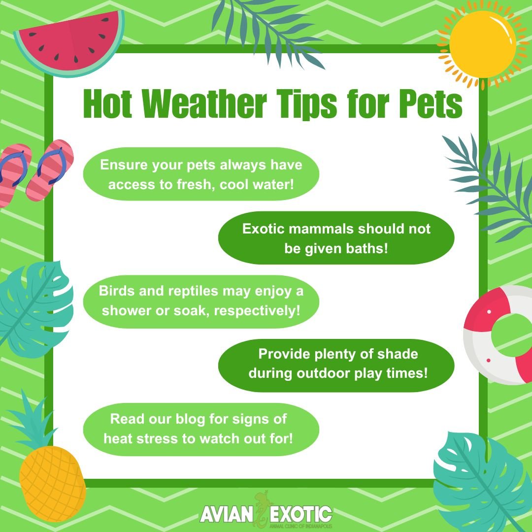 We'll be enjoying the milder temperatures this weekend, but the hot weather is sneaking up fast and will be here to stay soon! Make sure you're prepared for how to keep your exotic pet safe by reading our blog here: https://www.exoticvetclinic.com/ae
