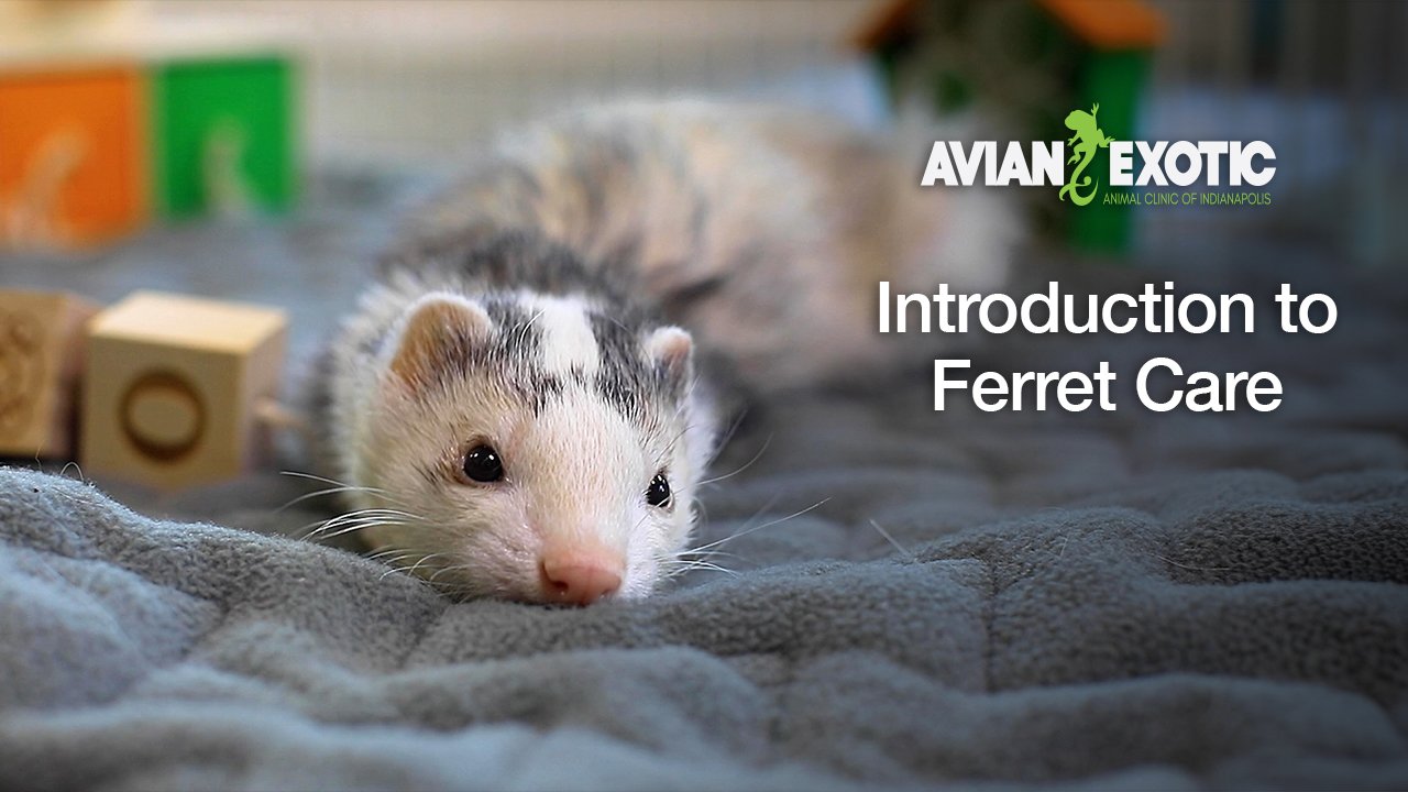 Our &quot;Introduction to Ferret Care&quot; video was recently updated with even more cuteness! 😍

Ferrets make great pets because of their playful personalities and relatively easy care. They are susceptible to a number of health issues, though, so