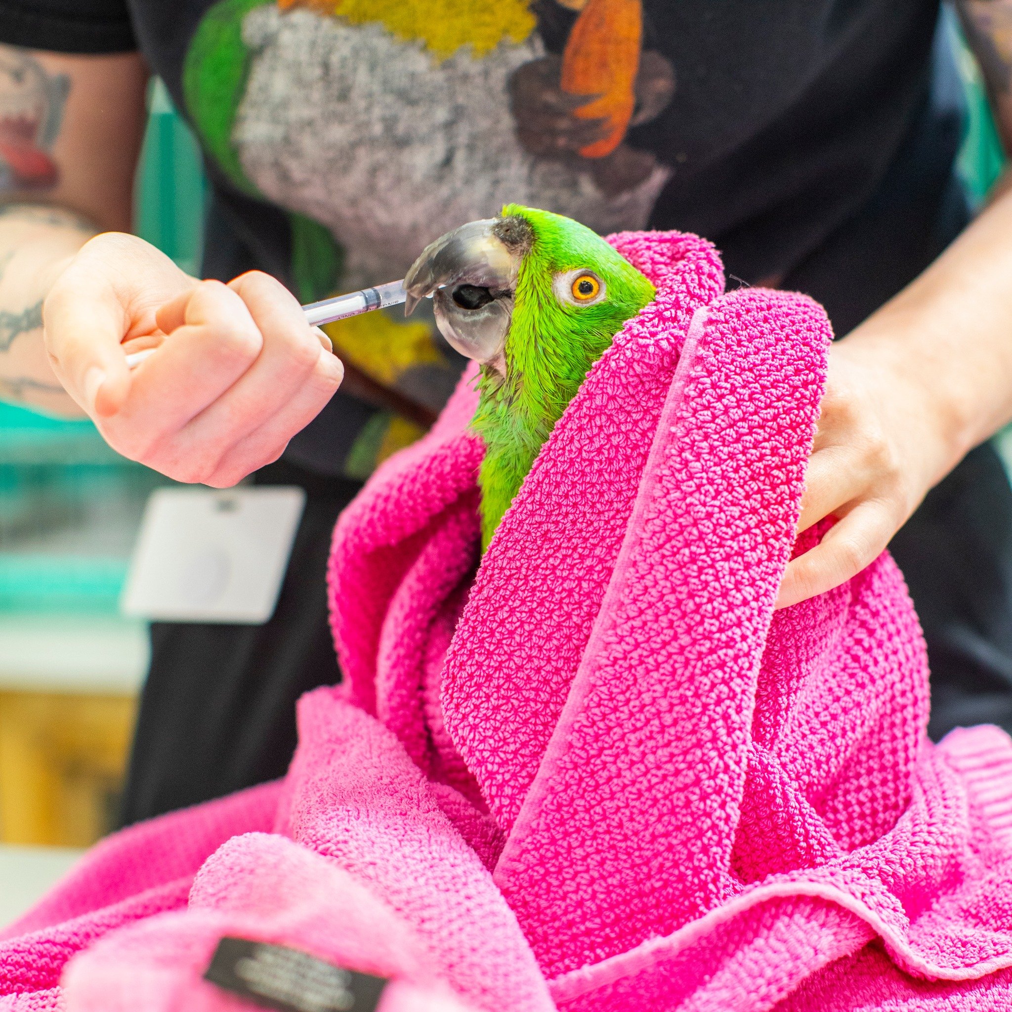 Have you ever thought about the potential need to medicate your bird if they become ill? You can prepare yourself and your bird for the possibility by watching our &quot;Training Birds to Willingly Take Medication&quot; video: https://youtu.be/WmP1MY