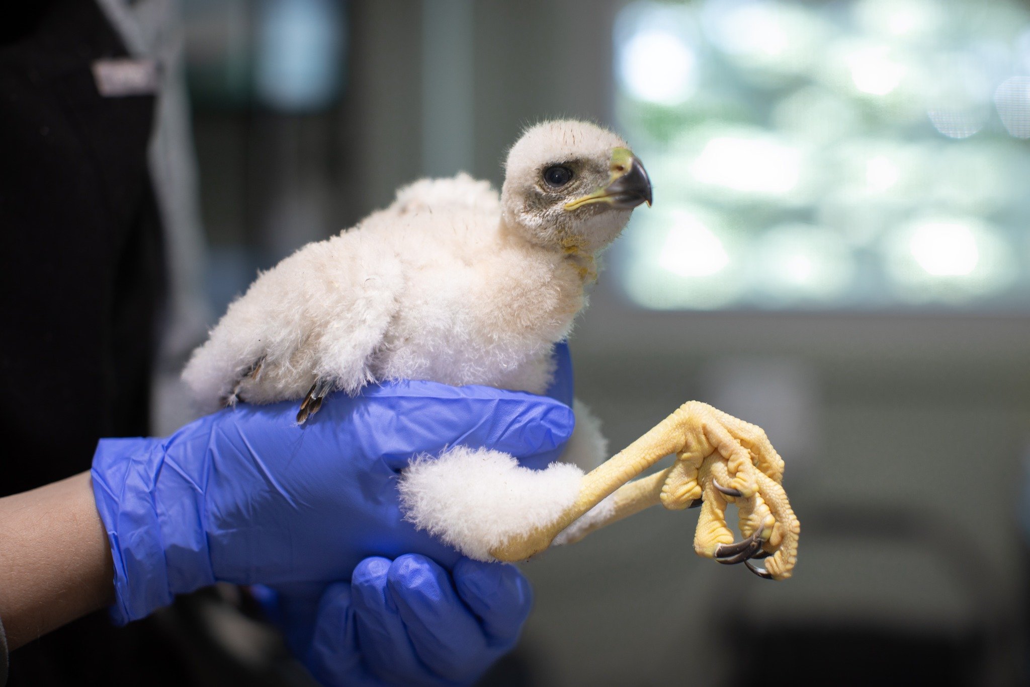 At the Avian and Exotic Animal Clinic, we never know what kind of animals may be coming in the door! We recently saw this young and handsome wildlife Cooper's Hawk. If you ever find injured wildlife, you can visit our website on how to help them: htt