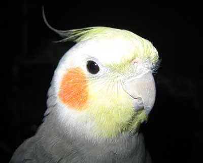 bird-desktop-small.jpeg