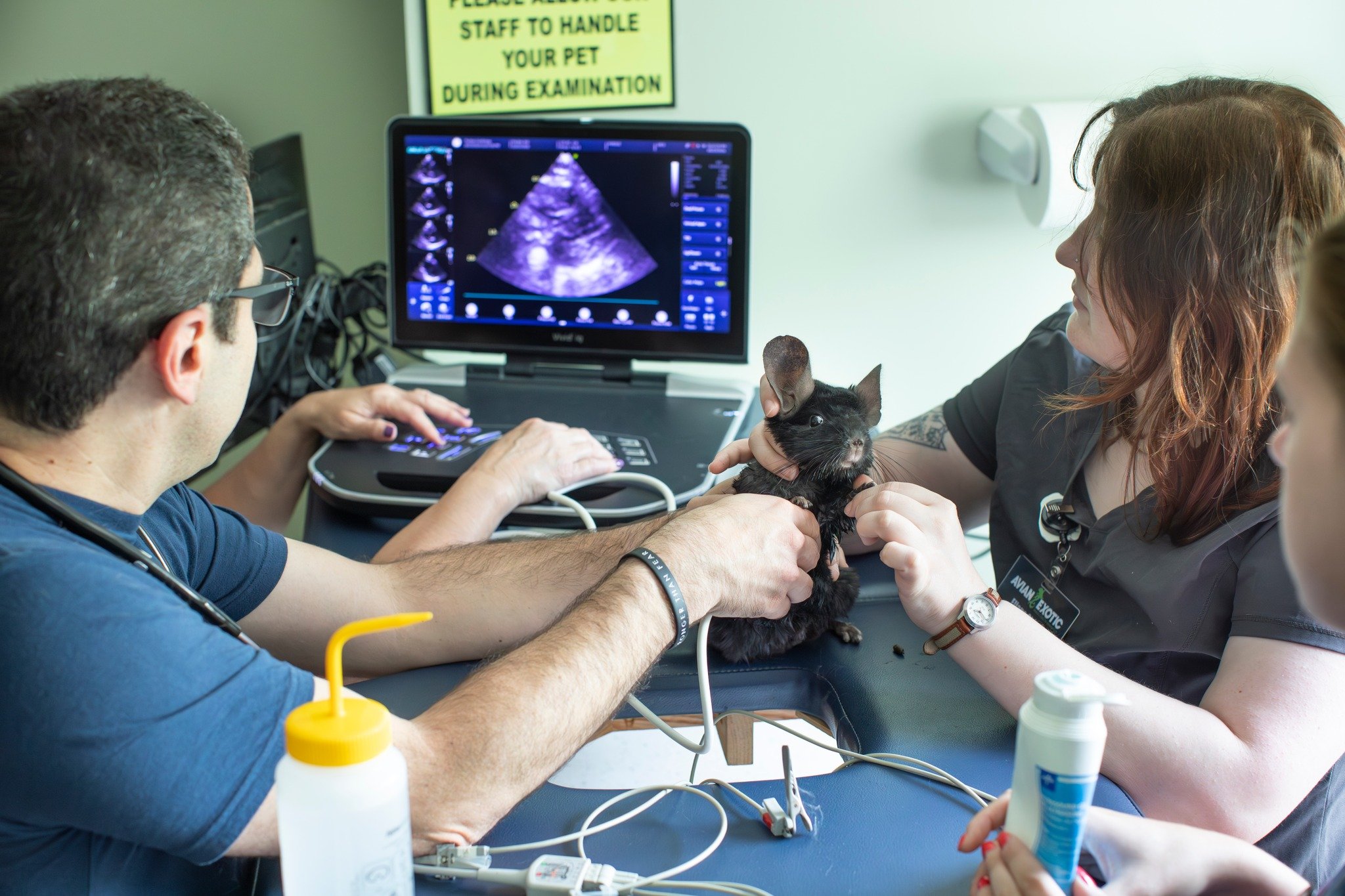 Can you guess what is being performed on this chinchilla?! 

An echocardiogram! This is an ultrasound or advanced imaging of your pet's heart. It is used to identify how strong the heart is beating, as well as show if the heart appears overloaded and