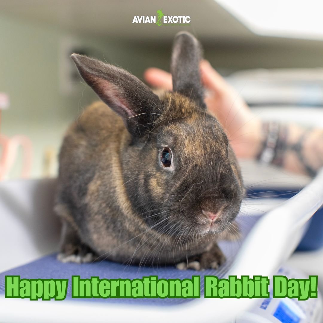 Hopping on to say Happy International Rabbit Day! 🐇🦎 #exoticvetmed #exoticvetclinic