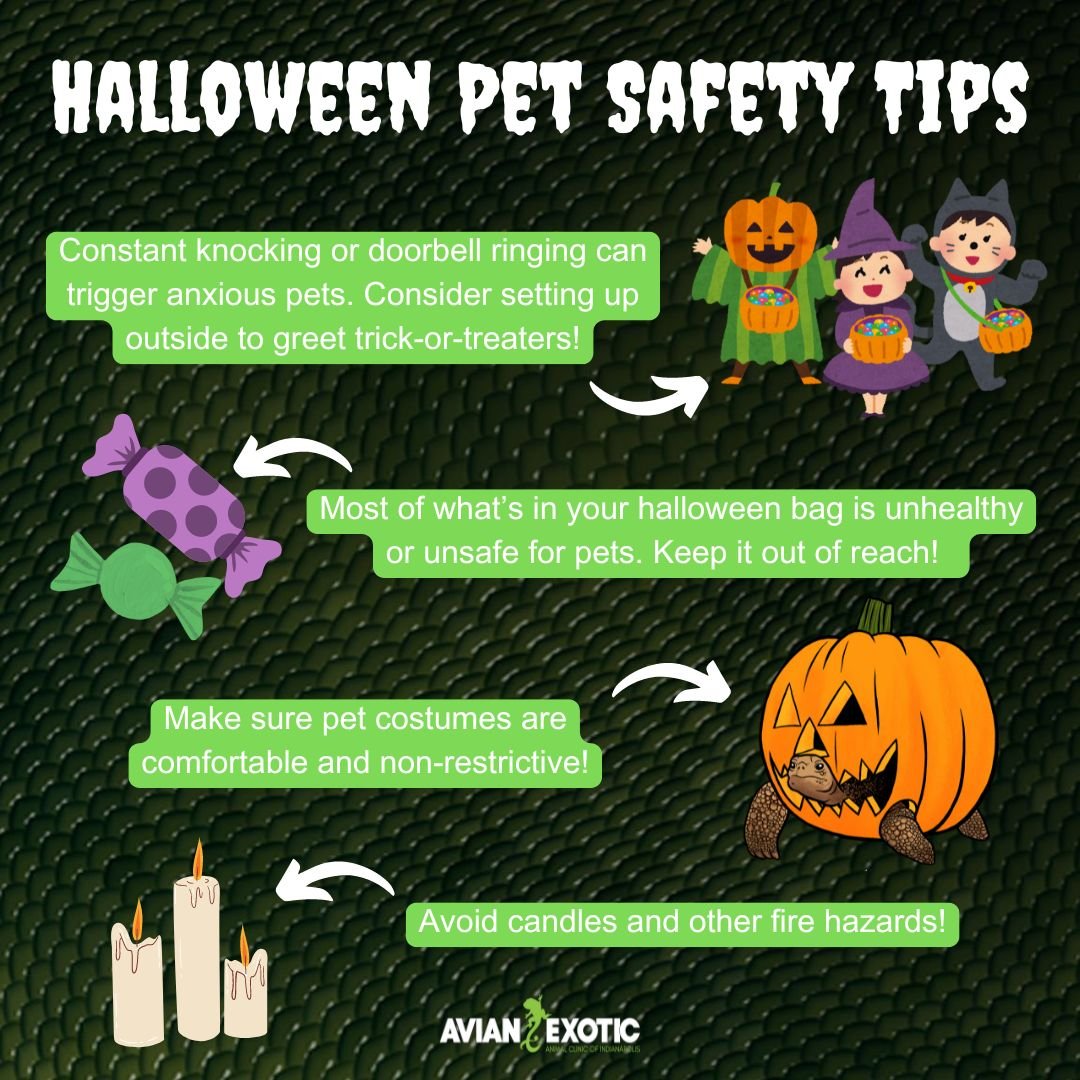 Halloween is fun for humans, but it can be stressful or dangerous for pets! Read our tips below to keep them safe and calm during the holiday 🎃 #exoticvetclinic #exoticvetmed #petsafetytips