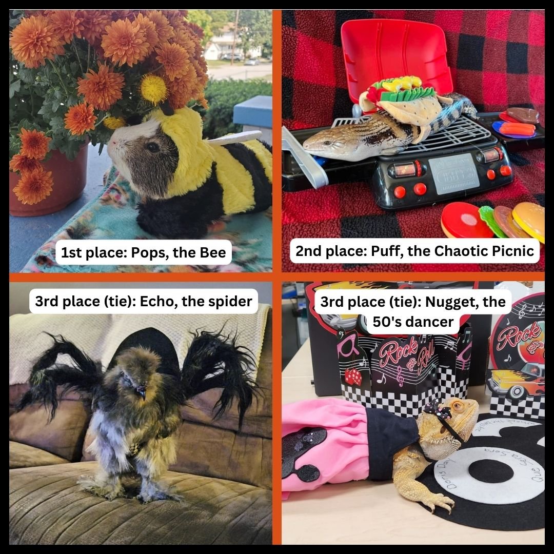🎃 We have our costume contest winners! We will put our gift bags together and contact our winners' humans by the end of next week. Thank you to everyone who participated -  it's safe to say that we got some of the cutest entries ever!! 👻🦎 #exoticv