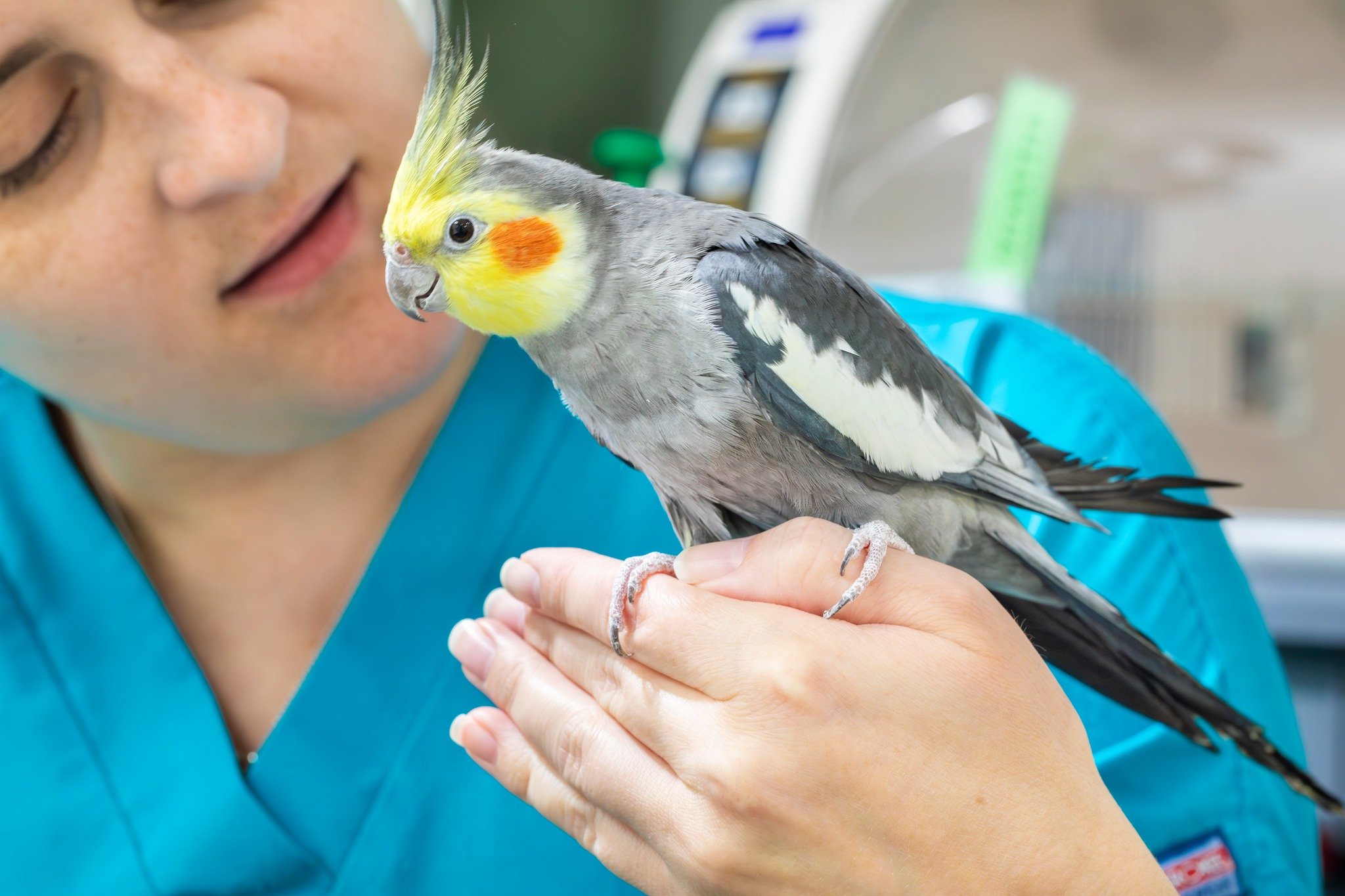 Samson is a 3 year old cockatiel who visits yearly for his wellness exam and grooming! He was a model patient for his exam and routine bloodwork! Since birds commonly mask signs of illness for as long as possible, a regular yearly veterinary physical