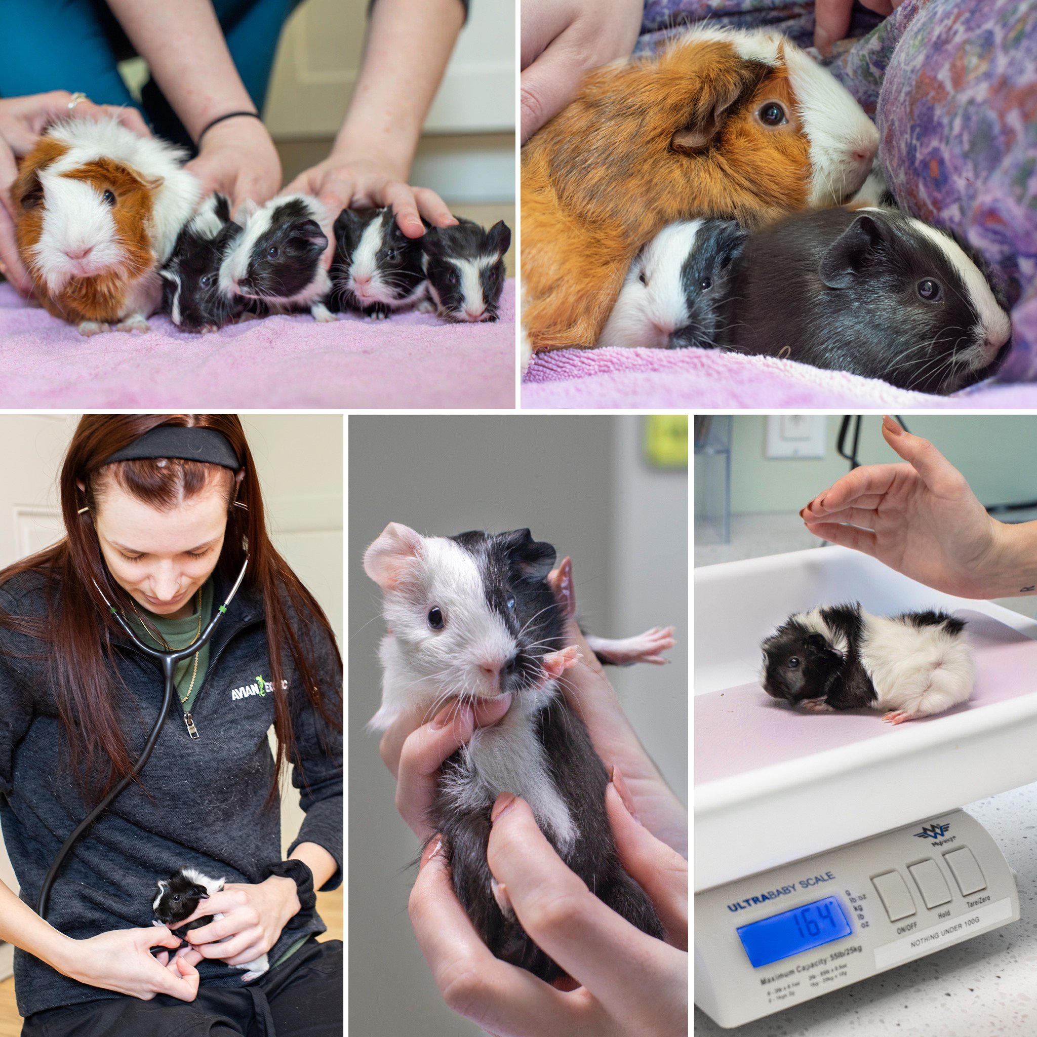 Recently, we had the pleasure of seeing Peaches, an adorable momma guinea pig, and her four adorable babies for a maternity wellness exam! Our maternal wellness exams provide thorough physical check-ups for both the mother and her offspring. It's ess