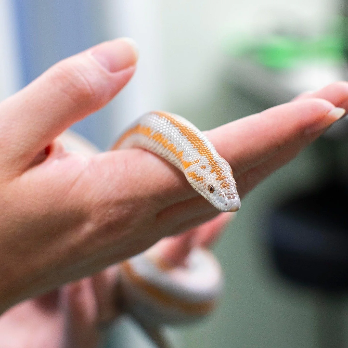 We hope your weekend is as rosy as Wylan Van Sunshine, the rosy boa! 🌹
 #exoticvetclinic #exoticvetmed 🦎