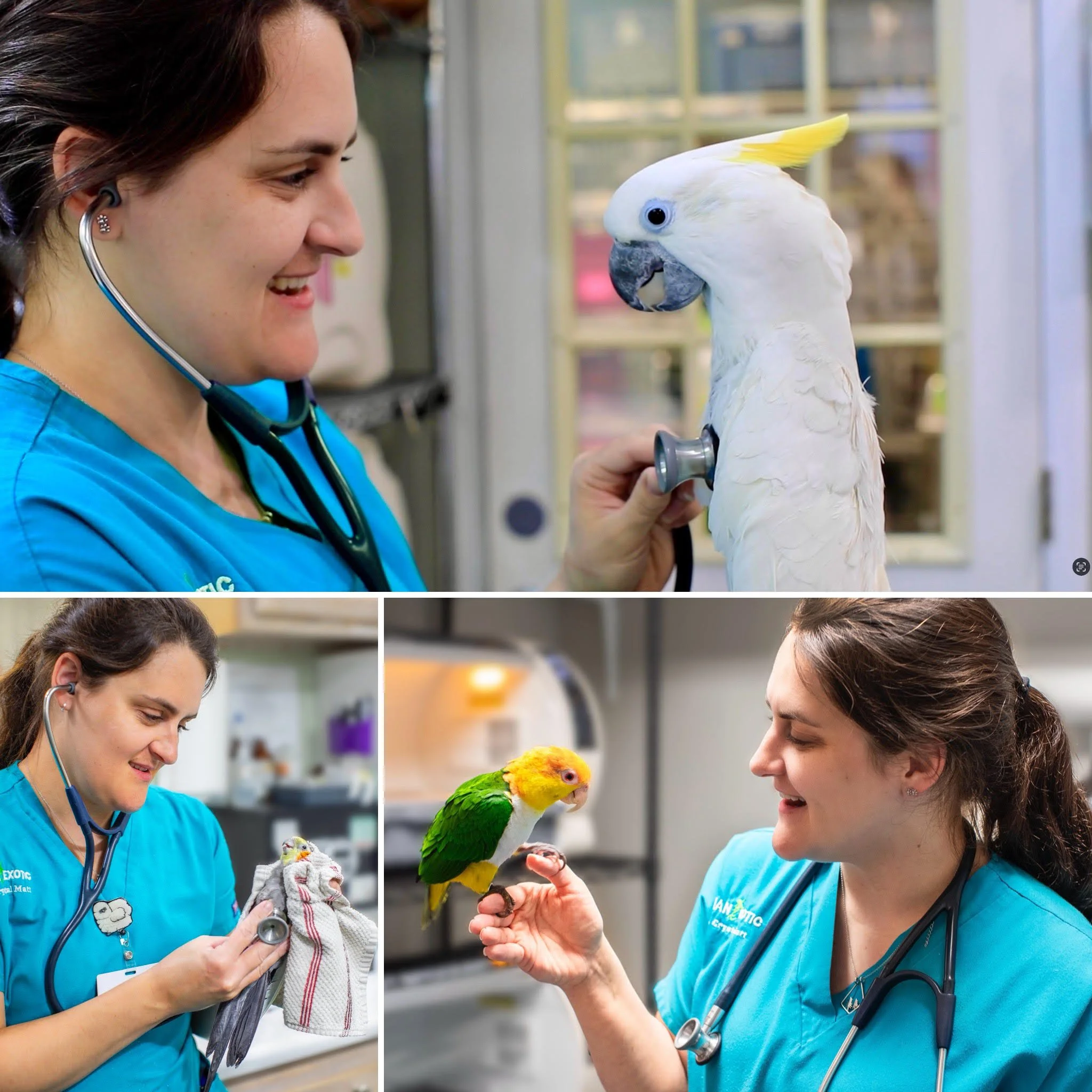 🎉We have some exciting news this week! 🎉

We are thrilled to announce that Dr. Crystal Matt has officially earned her board certification as an Avian Specialist! Many of you may already know Dr. Matt, and now we are proud to reintroduce her with th