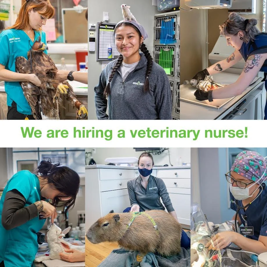 We are hiring! ‼️
We are seeking a dedicated and skilled Registered Veterinary Technician to join our team at AEAC. If you are passionate about animal care and thrive in a dynamic, fast-paced environment, we encourage you to apply! 
As part of our te