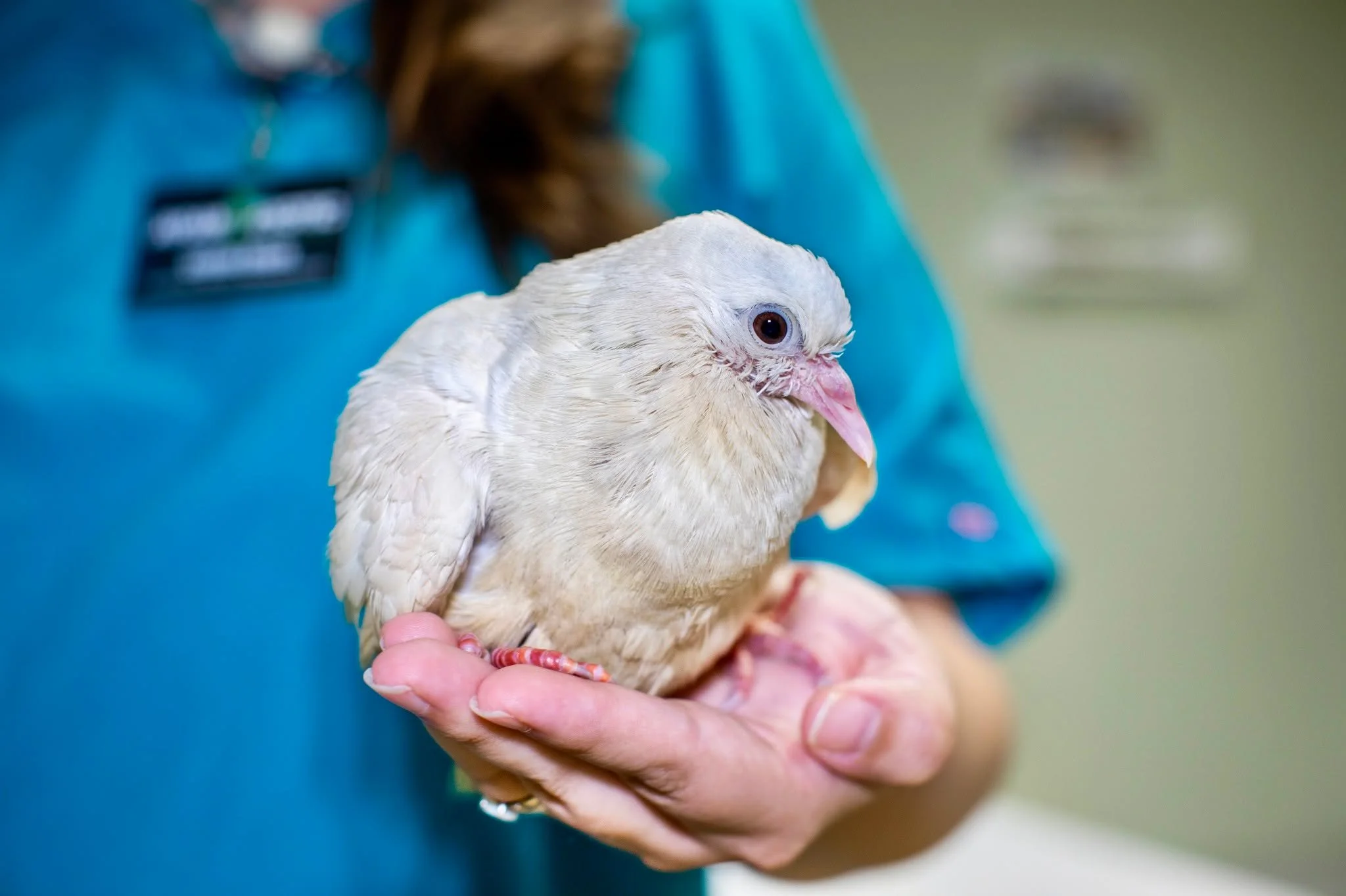 It's getting a little too furry on our page, so lets add some feathers! 🪽
Meet Sourdough, a pigeon that was brought to ReWilding Indiana after he was seen walking abnormally. After an exam at the clinic and radiographs, it was revealed that Sourdoug