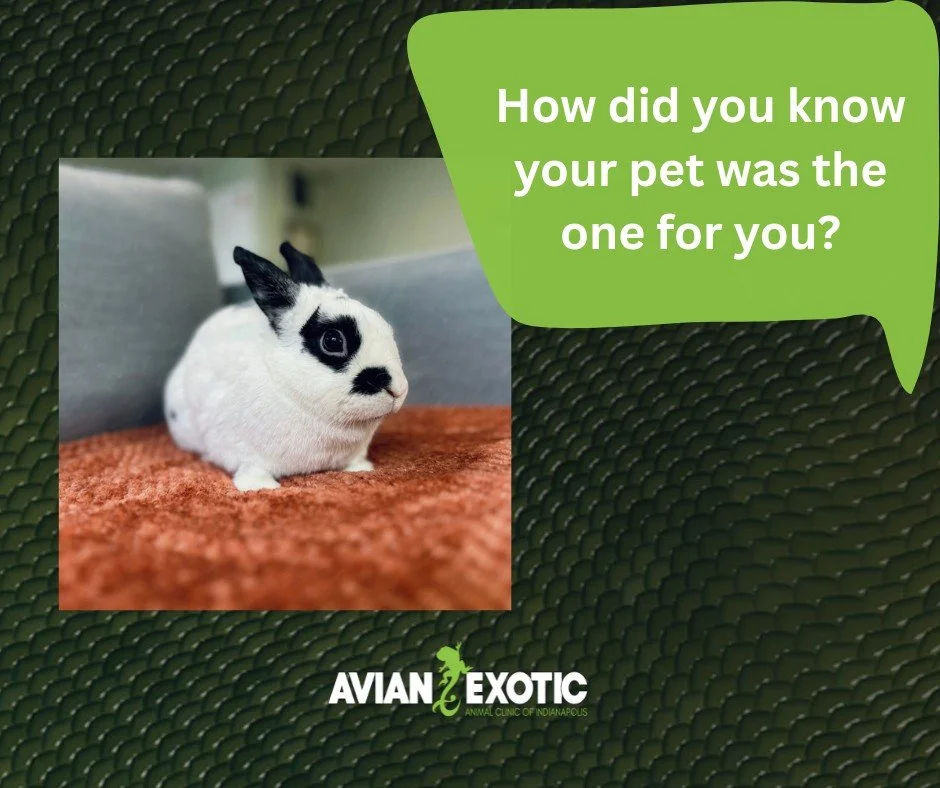 Here at AEAC we see a wide variety of species, some of which are more unique pets! 

Pictured below is Dijon, who belongs to one of our nurses! She shared that her family knew Dijon was the perfect pet for them after medically fostering him for a res