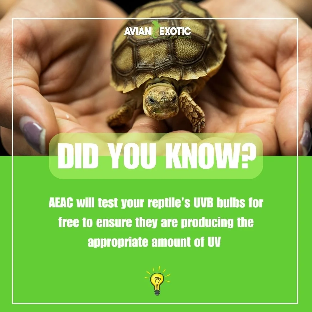 ☀️ We&rsquo;ve had a lot of rainy days here in Indiana, and we're really missing those sunny UVB rays! But hopefully our reptiles are not! ☀️
Whether they love the shade, or basking in the open sun, a majority of our reptile species need UVB exposure