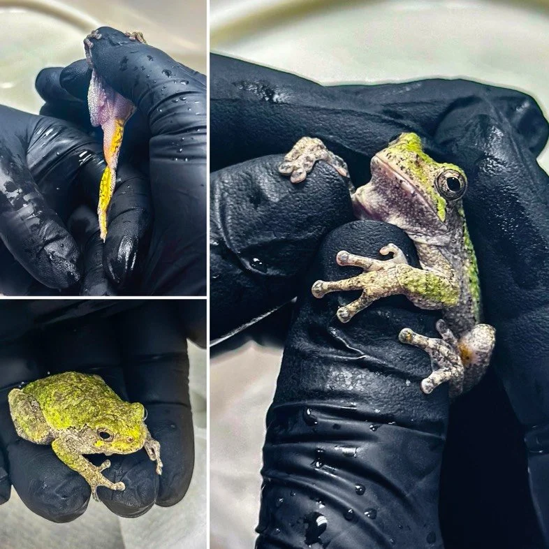 🐸This little Grey Tree Frog was brought to us after a good Samaritan discovered him in their garage. Before releasing the frog, the finder noticed hair wrapped around his toes. Knowing this could lead to a potentially harmful entanglement, they cont