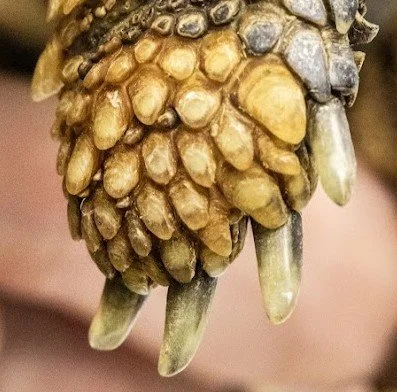 Game time before the weekend starts! 
What animal does this foot belong to? Bonus points if you can guess the specific species! 
Answer will be revealed next week! #exoticvetclinic #exoticvetmed 🦎