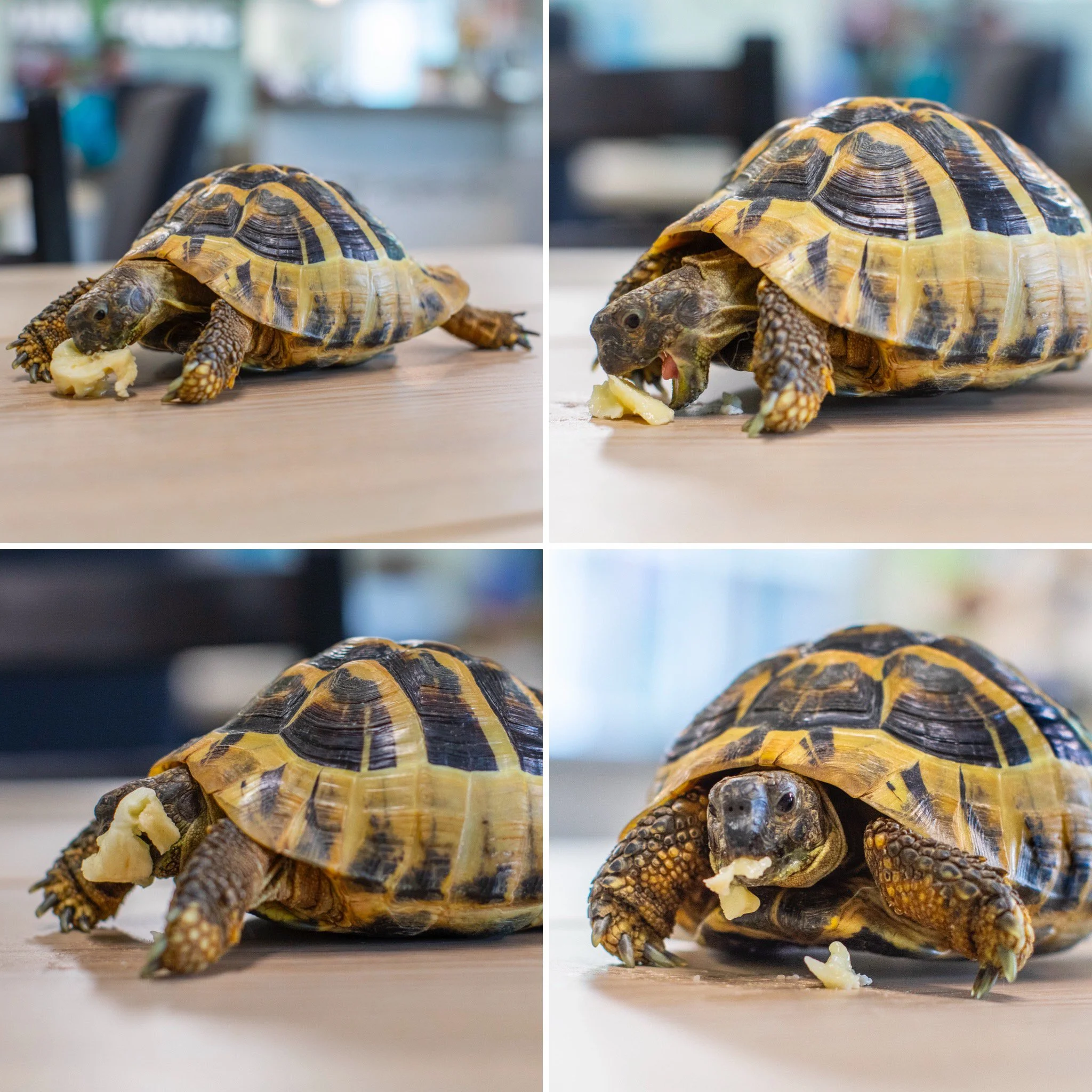 Thank you to everyone who joined in on our &ldquo;Whose Foot Is That?&rdquo; game! We enjoyed reading all of your guesses! 
Many of you identified the animal correctly, though the species proved to be a bit more challenging.
Tessie, who belongs to ou