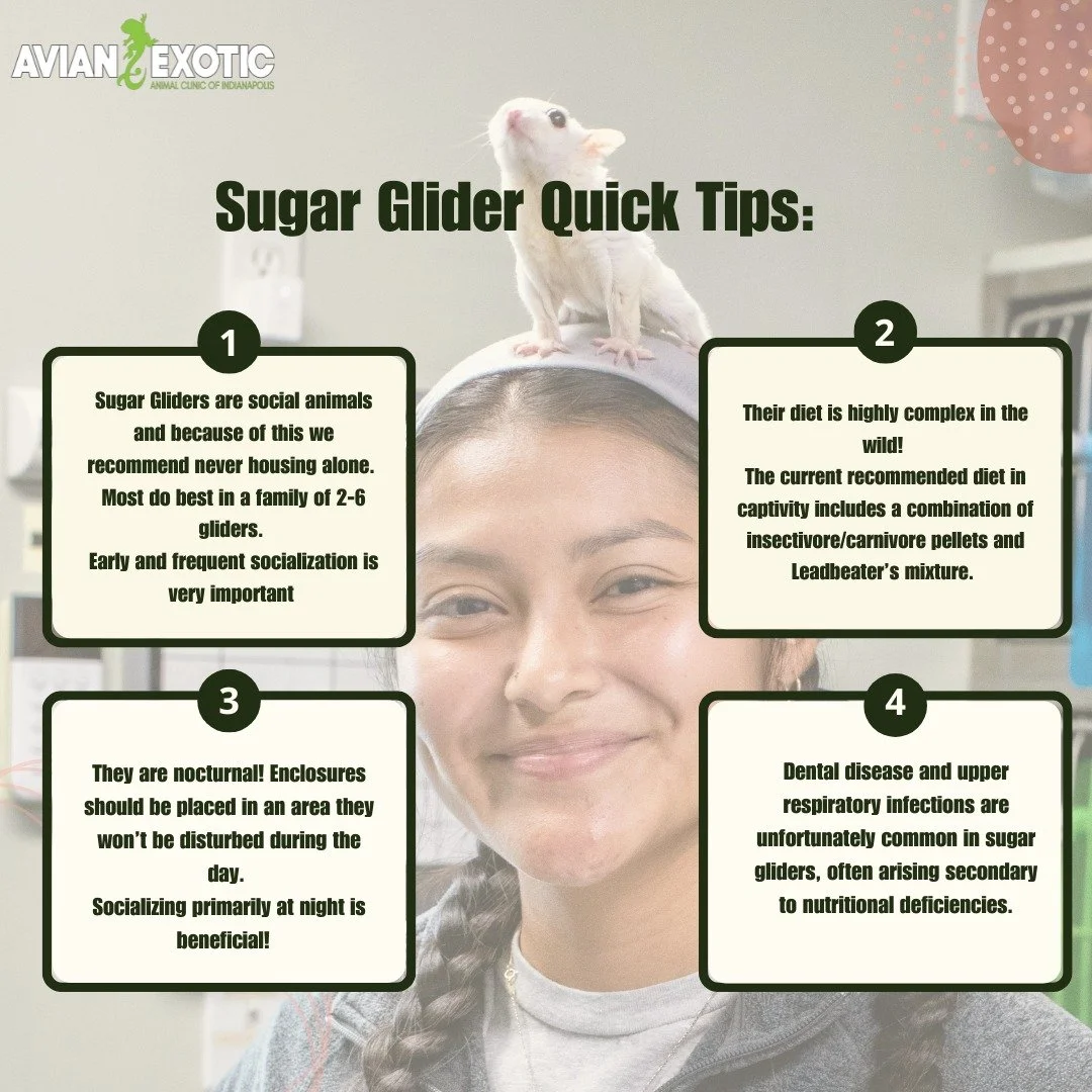 Lets talk about Sugar Gliders! 
These adorable marsupials may be small, but their care can be complex! Whether you&rsquo;re a new or experienced owner, our team is here to help ensure your gliders stay happy and healthy!

Thinking about adopting Suga