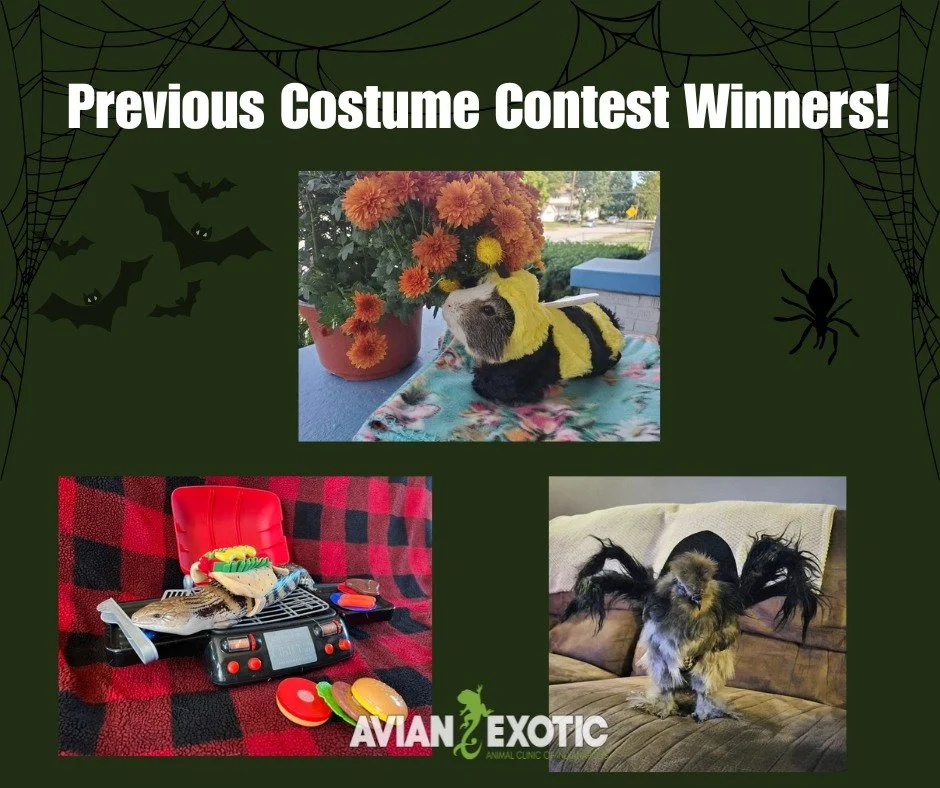 🎃👻💀 It&rsquo;s time for our Exotic Pet Halloween Costume Contest! 💀👻🎃

Show off your exotic pet&rsquo;s best Halloween look by posting their photo in the comments below!
The top three photos with the most likes by 9 AM on October 31st will be o