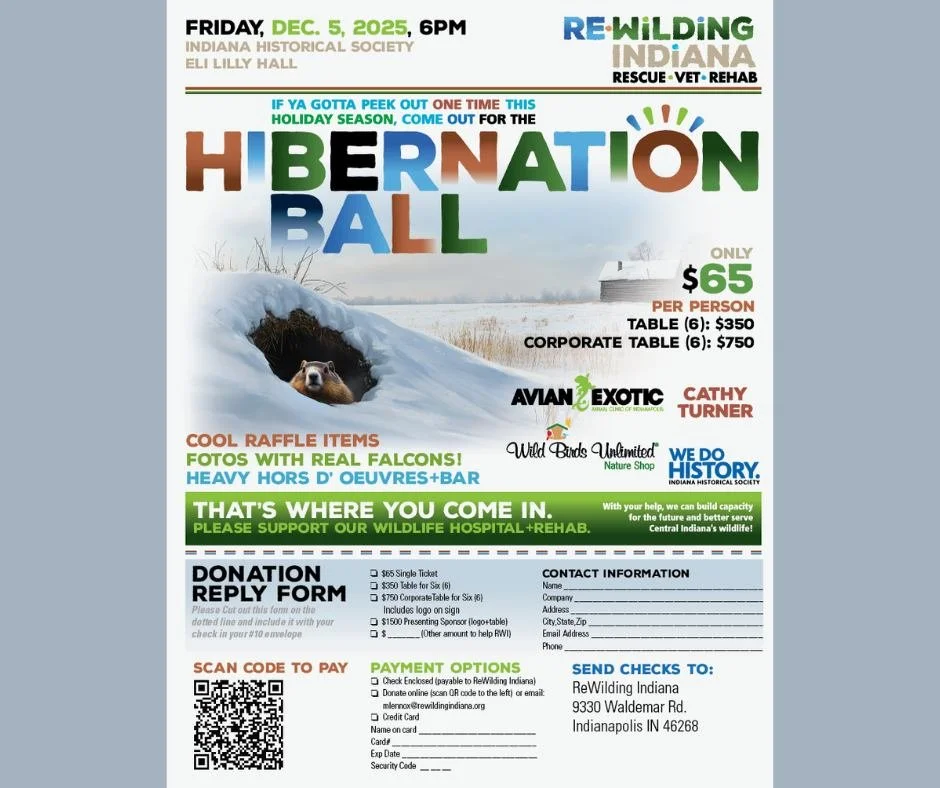 Exciting opportunity for anyone interested in supporting Indiana wildlife!
ReWilding's wildlife veterinarian Dr. Matt and her volunteer team have treated over 1000 wildlife patients this year so far! Our busy rehabilitators and volunteers have helped