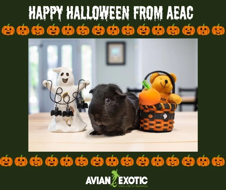 Happy Halloween from AEAC!!🎃👻 
We hope you and your pets have a fun and safe day! 
The clinic will be closing early tomorrow, Saturday November 1st,  at 3pm.  If you have an emergency with your pet that can&rsquo;t wait till we reopen tomorrow, ple