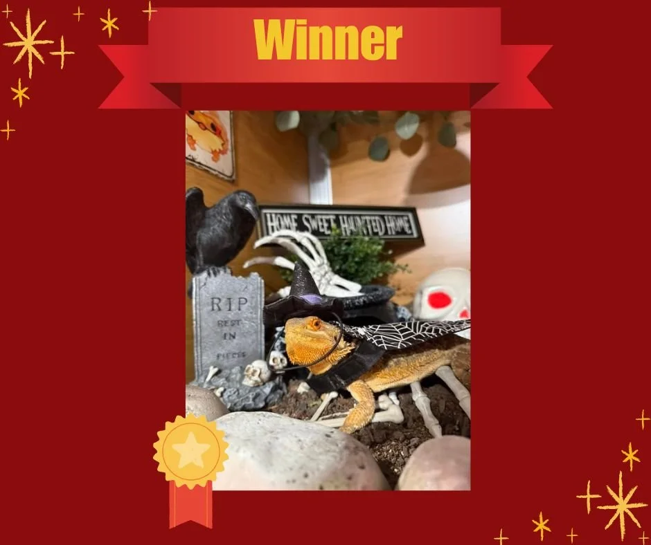 The results are in! The winner of our annual pet costume contest is.....Bug the witch!! 🎉Congratulations to Bug! Thank you for everyone who participated, everyone had some great costumes! ❤ #exoticvetclinic #exoticvetmed 🦎