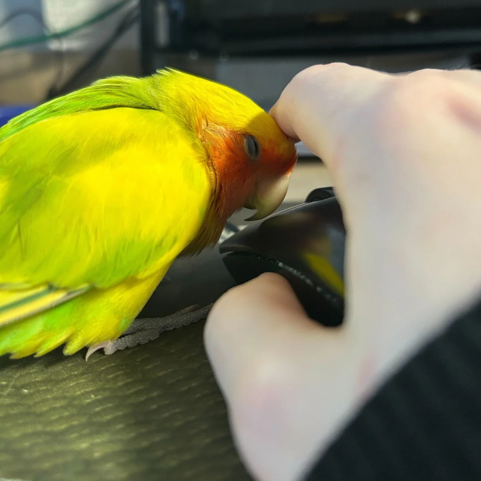 Our new employee, Moki, was caught sleeping on the job! 
Moki has been staying with us for a few weeks while on medications but we've been sure to keep his life enriching while away from home. Part of this includes hanging out in the offices with us,