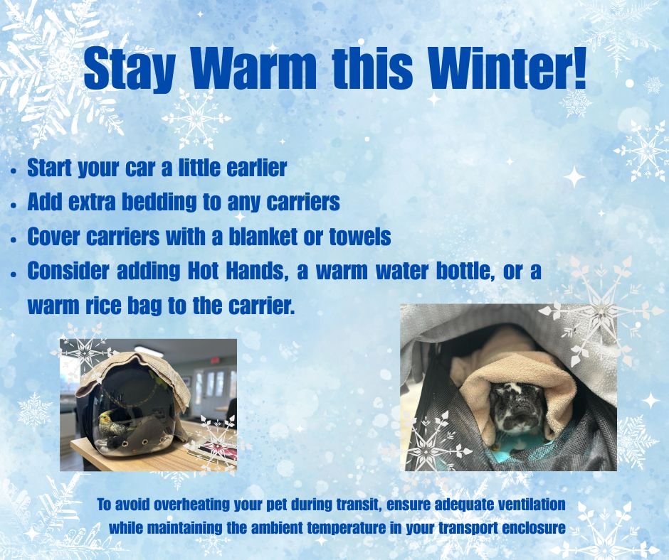 ❄The cold weather is back in Indiana!❄ 
Most of species we see are sensitive to temperature changes, which means you may have to take a few extra steps to ensure they are warm during the winter months! Here are a few tips to keep your pets warm durin