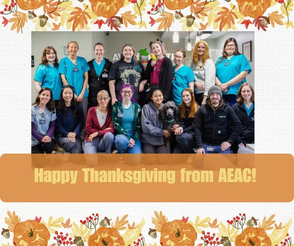 Happy Thanksgiving! 🦃 We hope you have a wonderful time celebrating the holiday! ❤ 
🦎 #exoticvetclinic #exoticvetmed