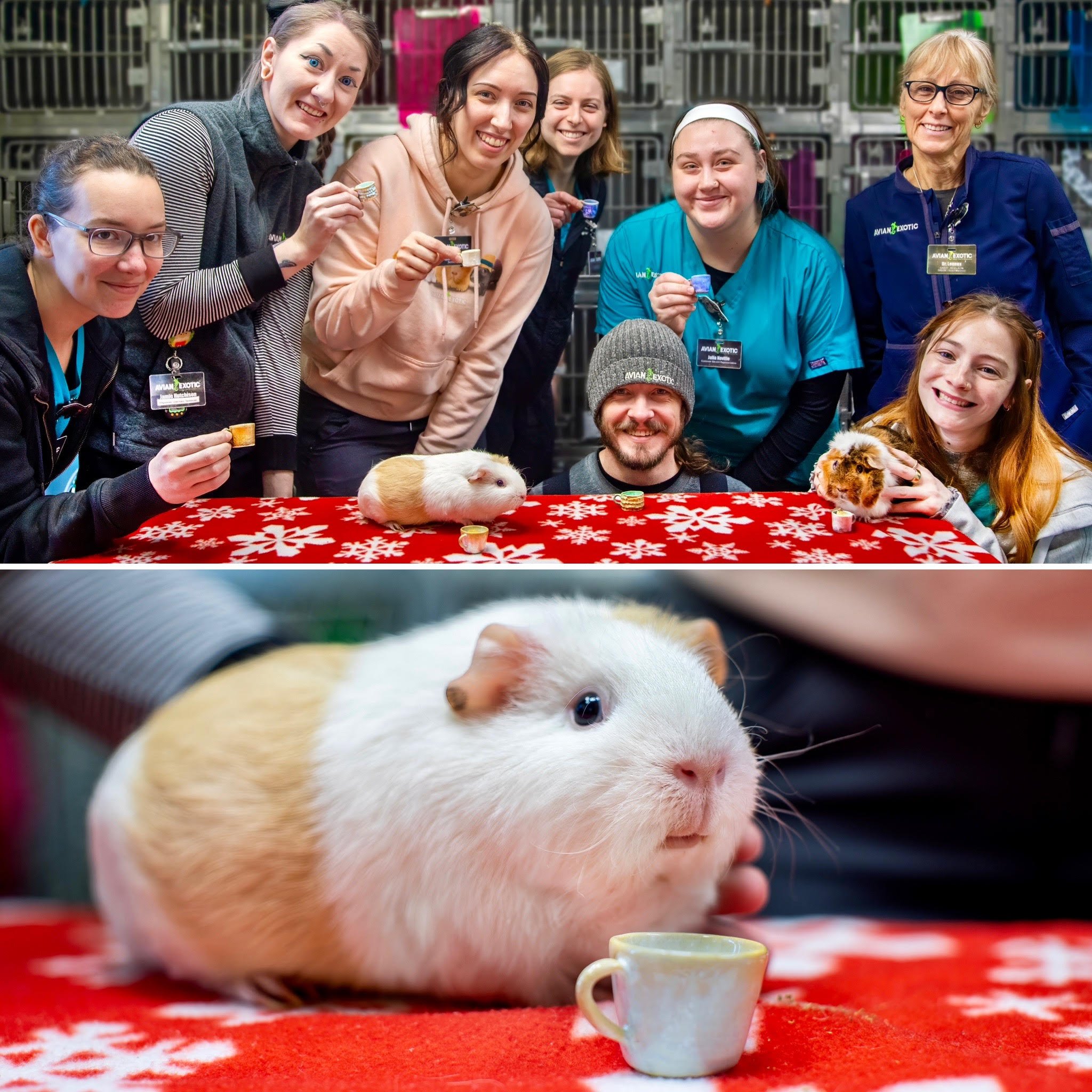 "Do you see guinea pigs?" 
Us, in the back: 

Sylvie is a super sweet guinea pig who visited us for a surgical procedure recently! Her mom is a very talented artist who brought us tiny handmade ceramic tea cups. Naturally, we had to throw a